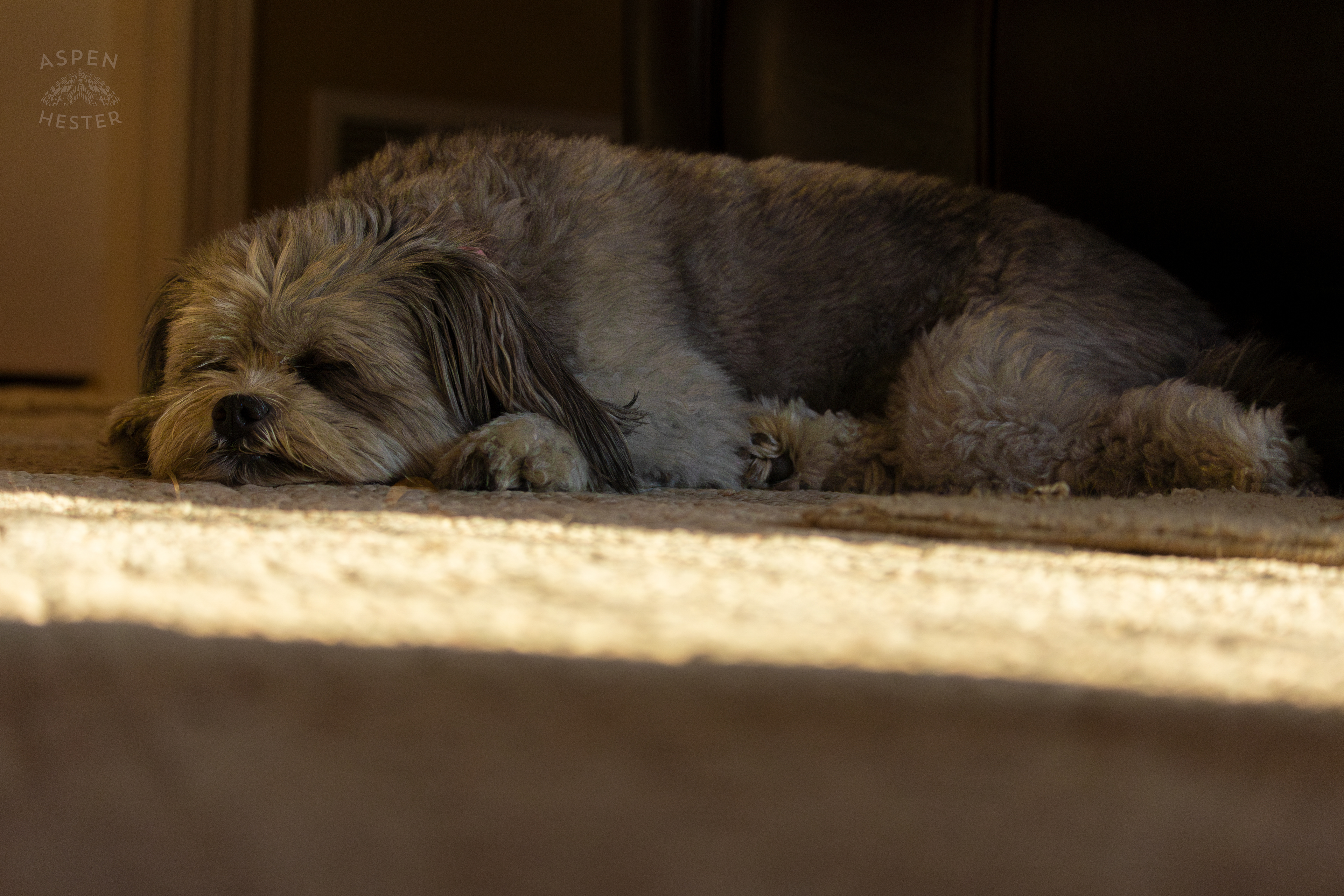 My Girl Mabel Resting. November 11th, 2024/Aspen Hester