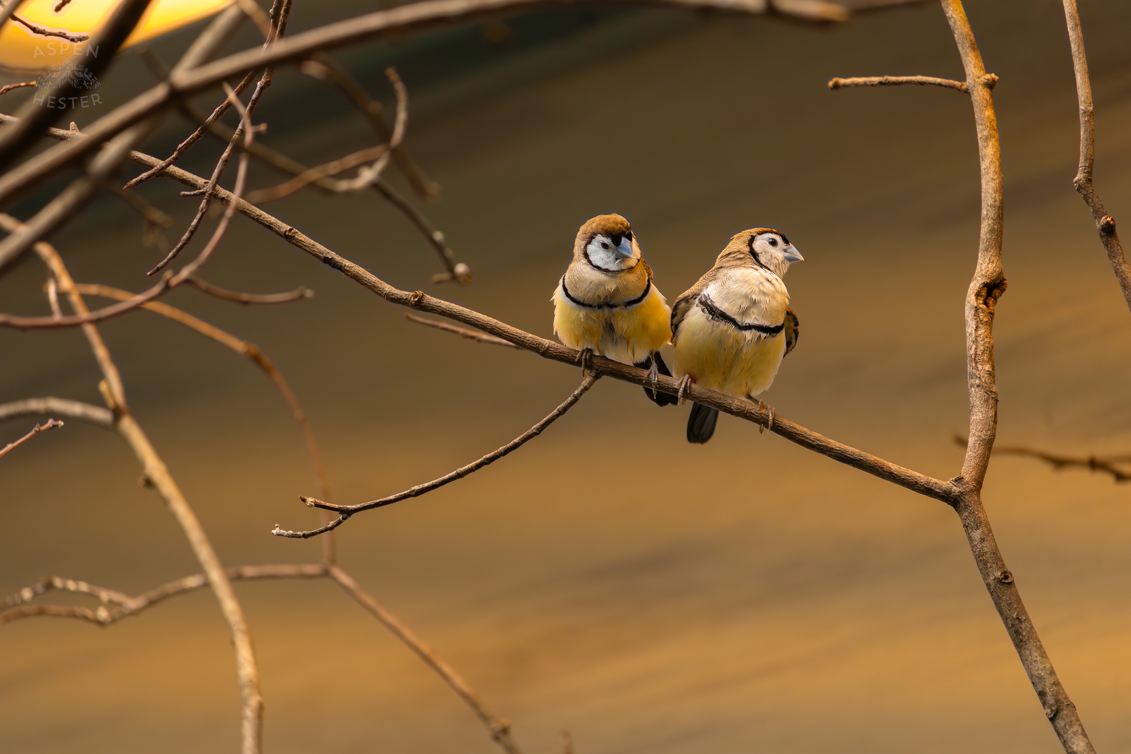 Two Double-Barred Finches Perch Together on A Branch in The Grasslands Inside The National Aviary in Pittsburgh Pennsylvania. February 26th, 2025/Aspen Hester