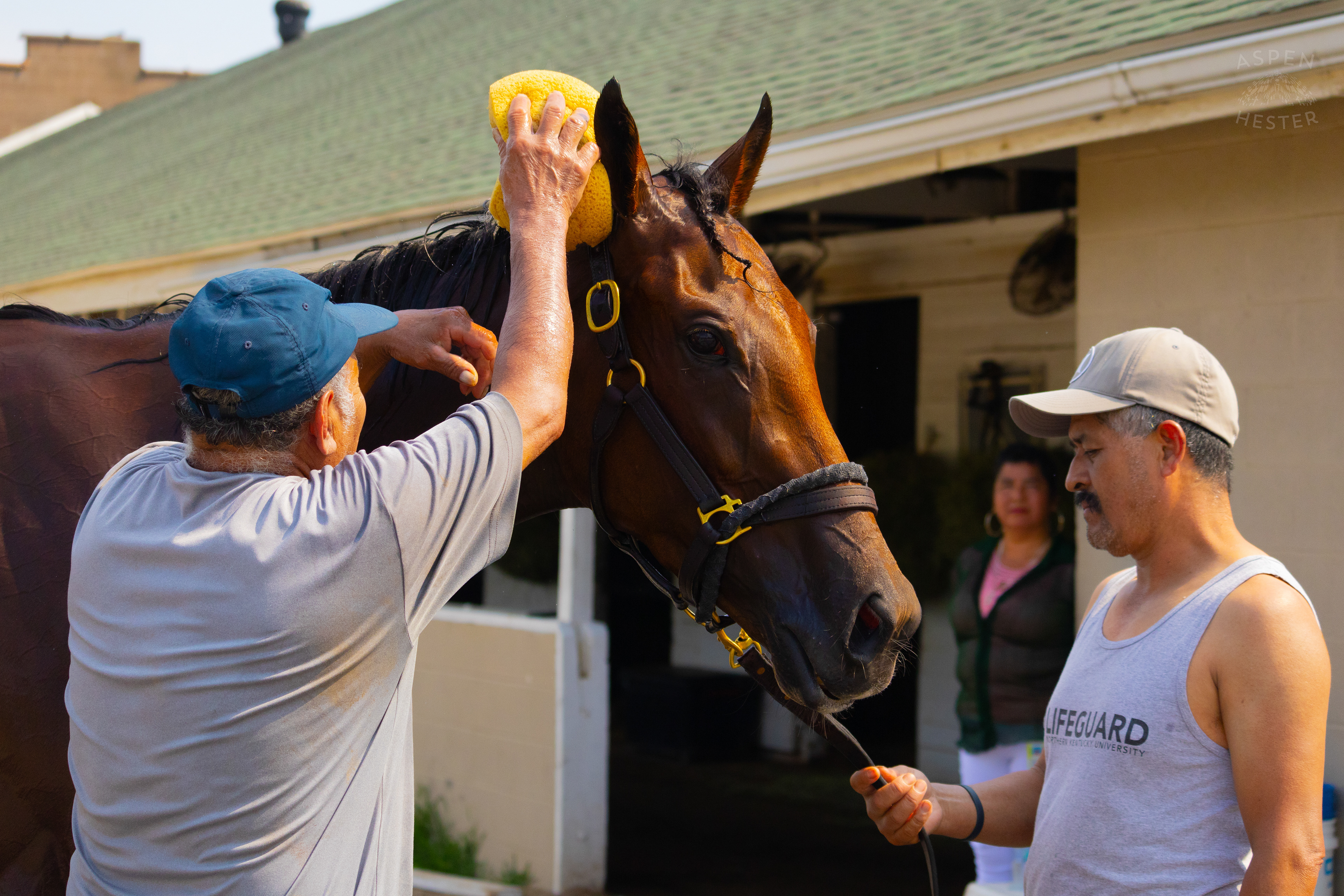 Bath Time for Horse Pharoah’s Wine. June 21st, 2024/Aspen Hester