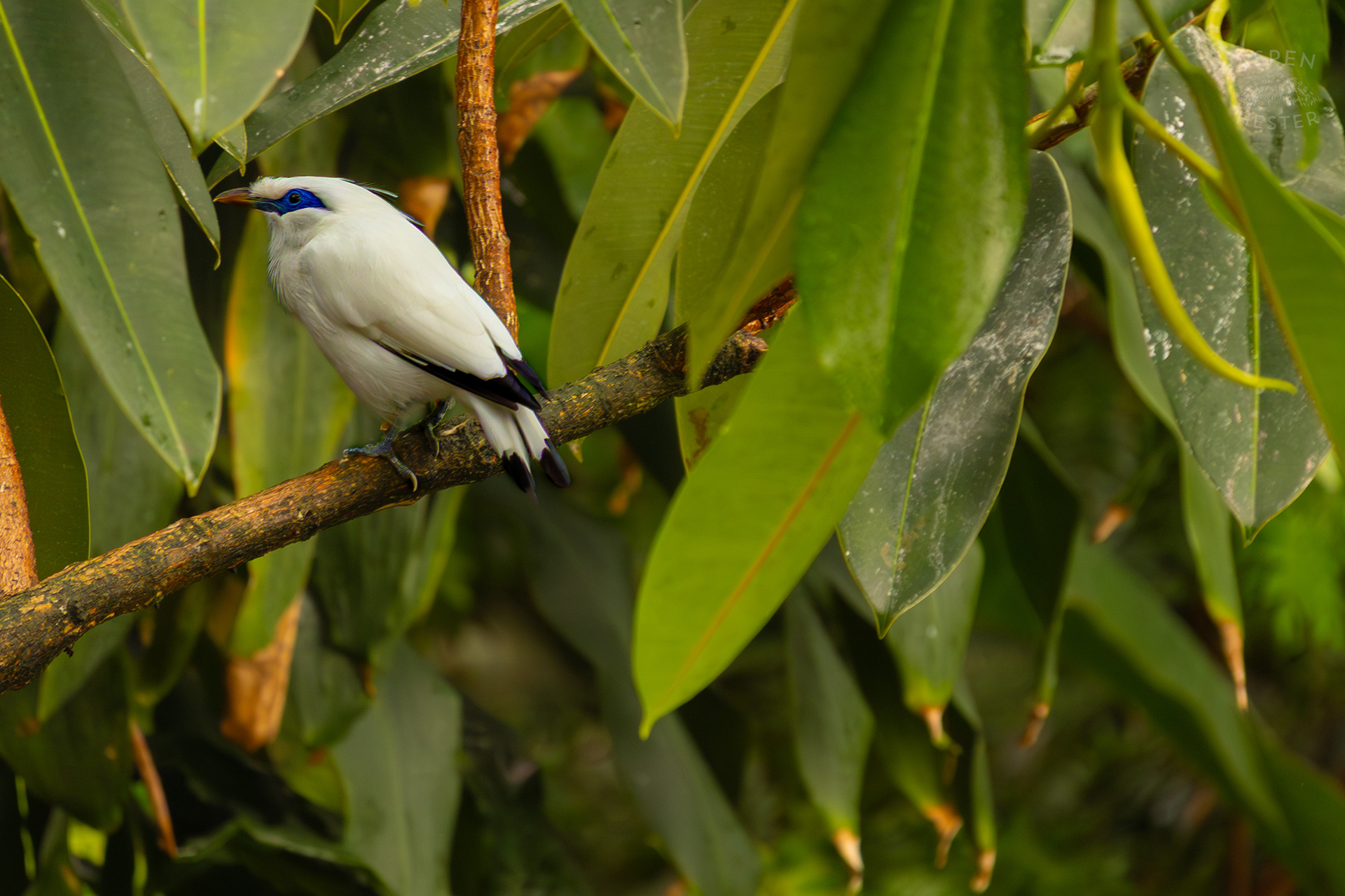 A Bali Myna Sits on A Tree in The Wetlands Inside The National Aviary in Pittsburgh Pennsylvania. February 26th, 2025/Aspen Hester