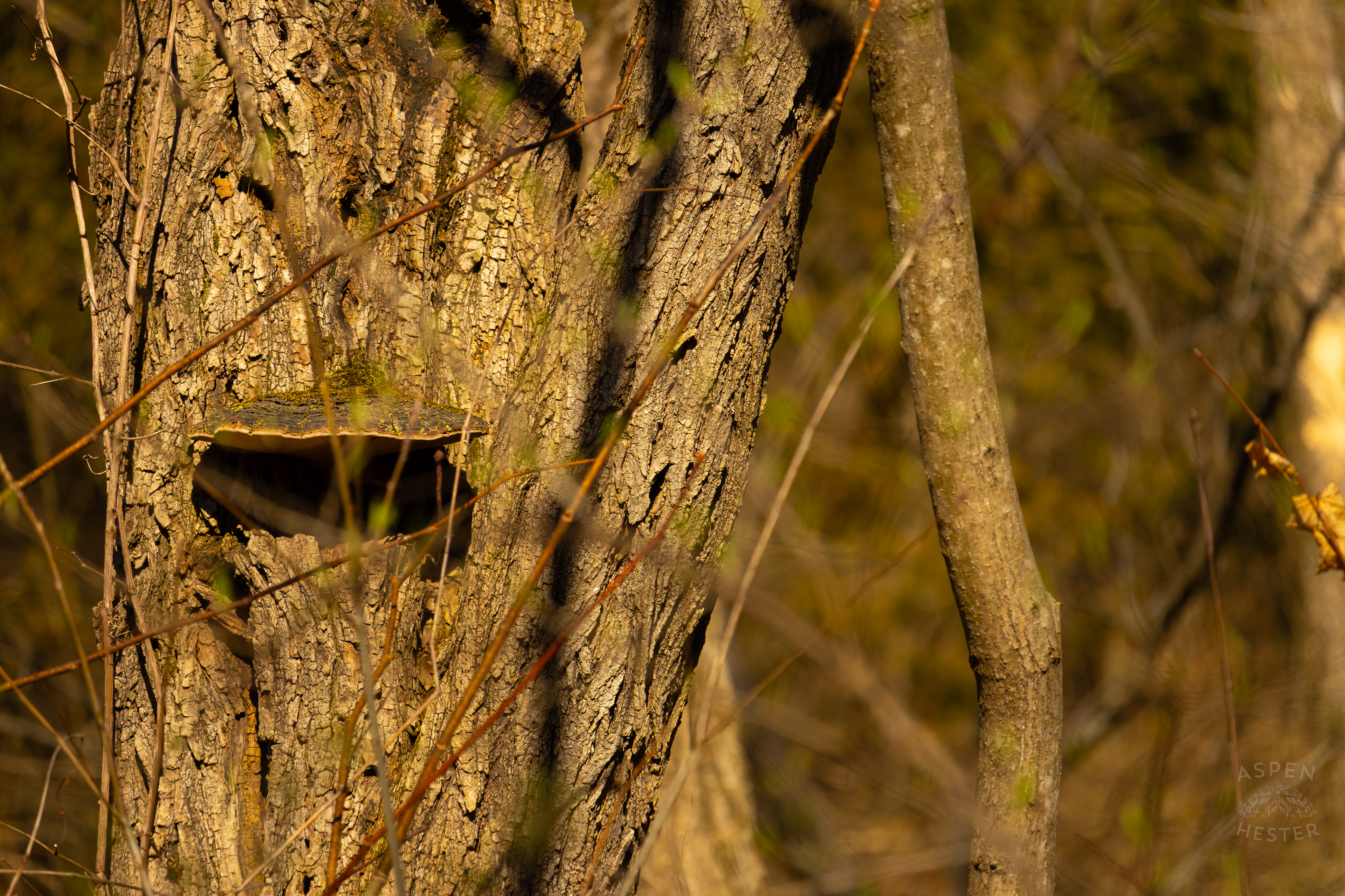 A Cracked Cap Polypore Clings to The Bark of A Tree in Wendell Moore Park Right Before Spring. March 18th, 2025/Aspen Hester
