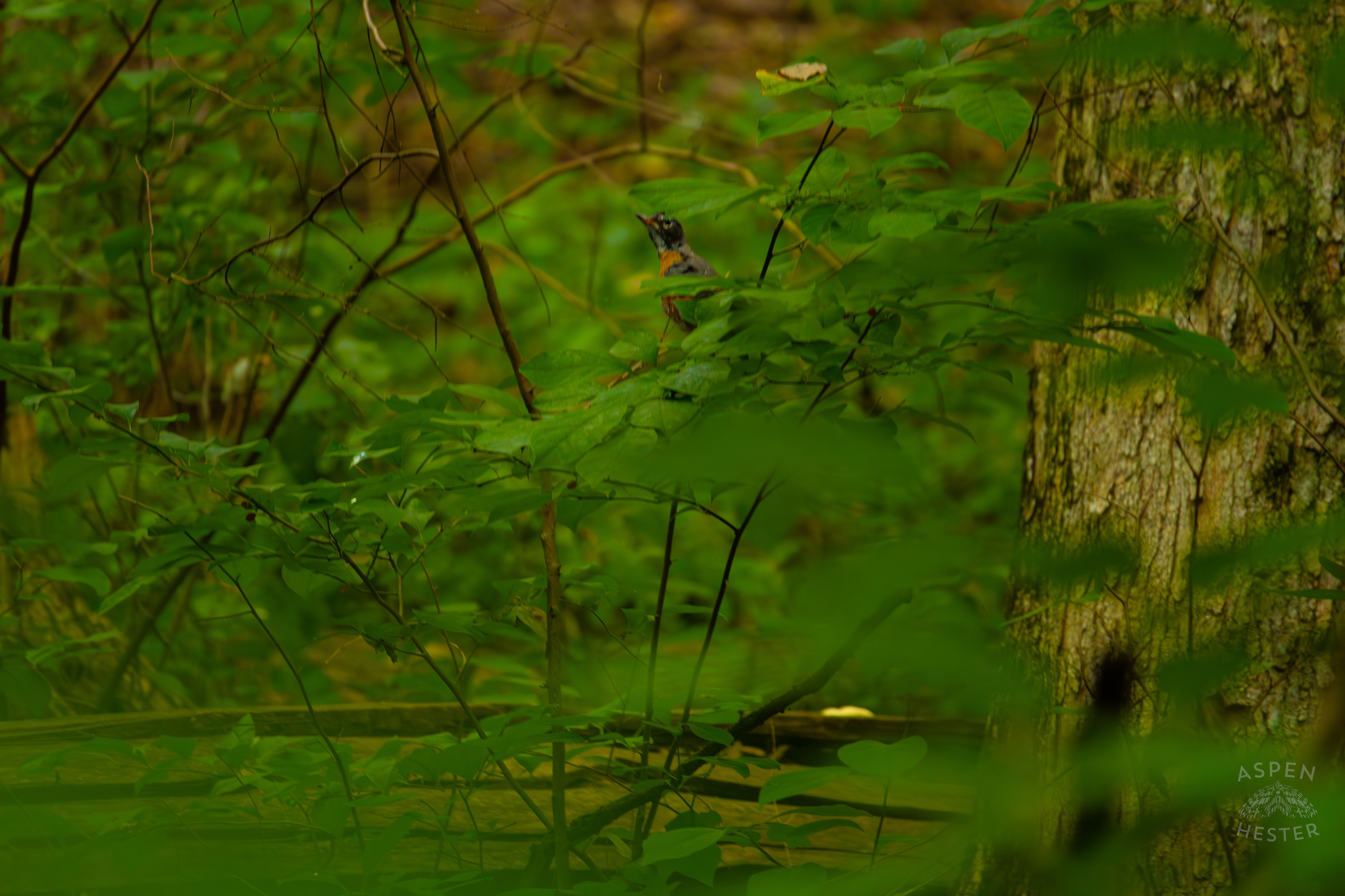 A Robin Hides Deep Inside Jefferson Memorial Forest. September 3rd, 2024/Aspen Hester