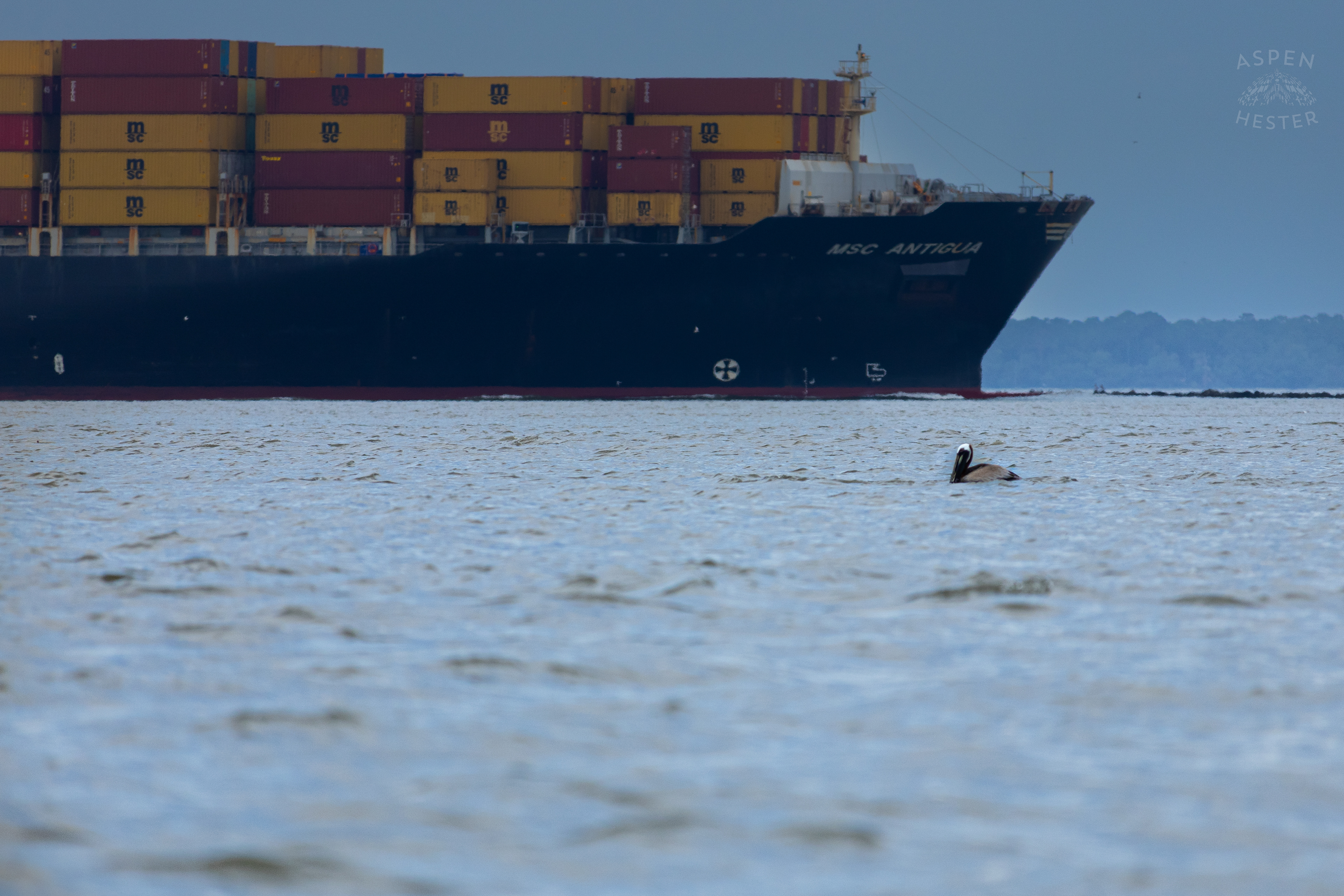 Sea Bird Diving Into The Water of Tybee Island Georgia. June 24th, 2024/Aspen Hester