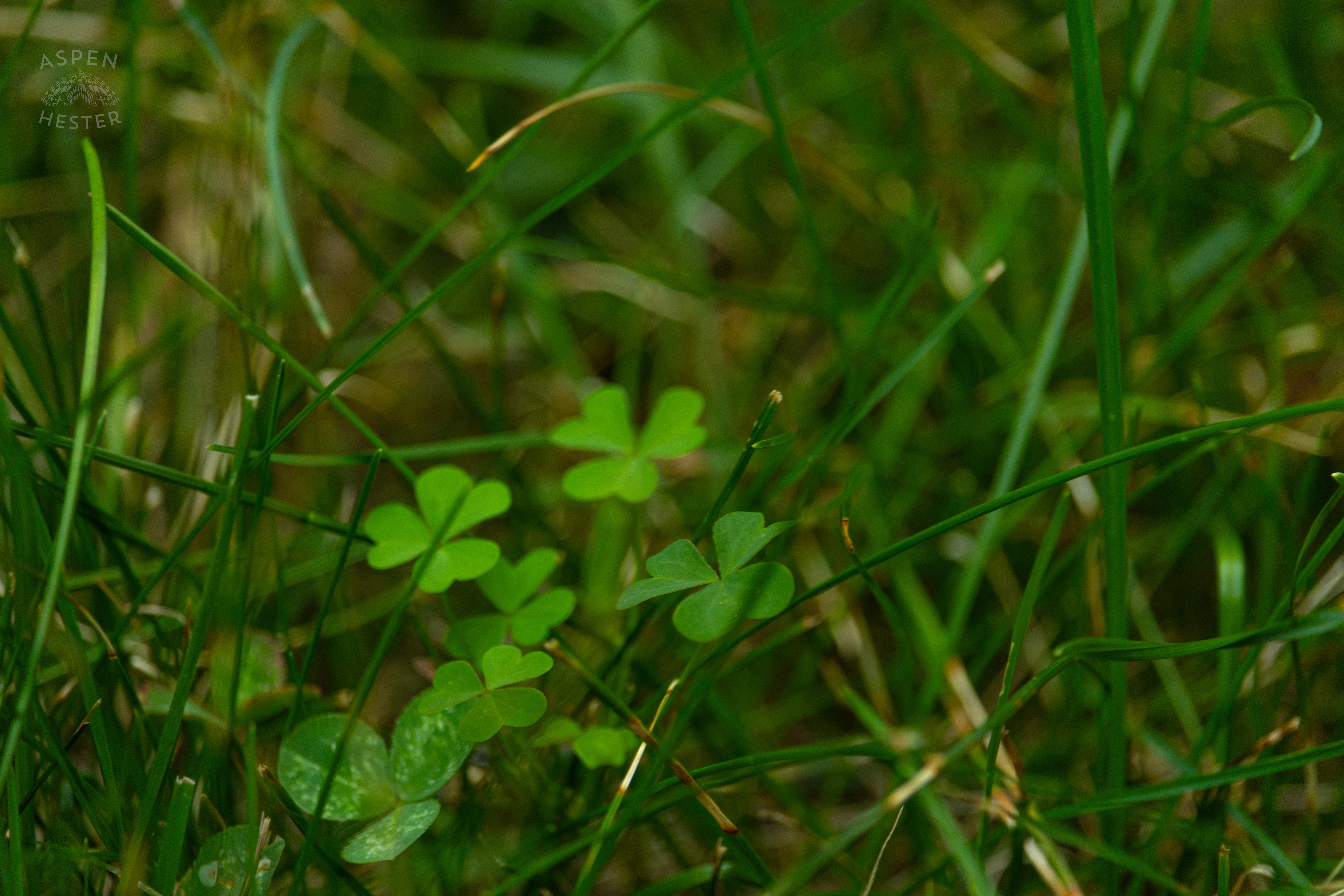 Clovers in Wendell Moore Park. August 12th, 2024/Aspen Hester