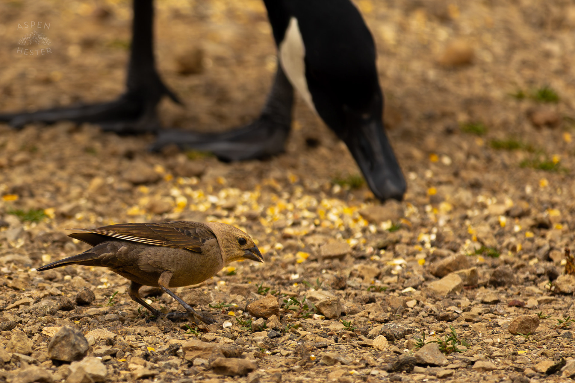 A Female Brown-Headed Cowbird Eats Bird Seed on The Banks of Middle Fork Beargrass Creek Where It Runs Through Brown Park. April 14th, 2025/Aspen Hester