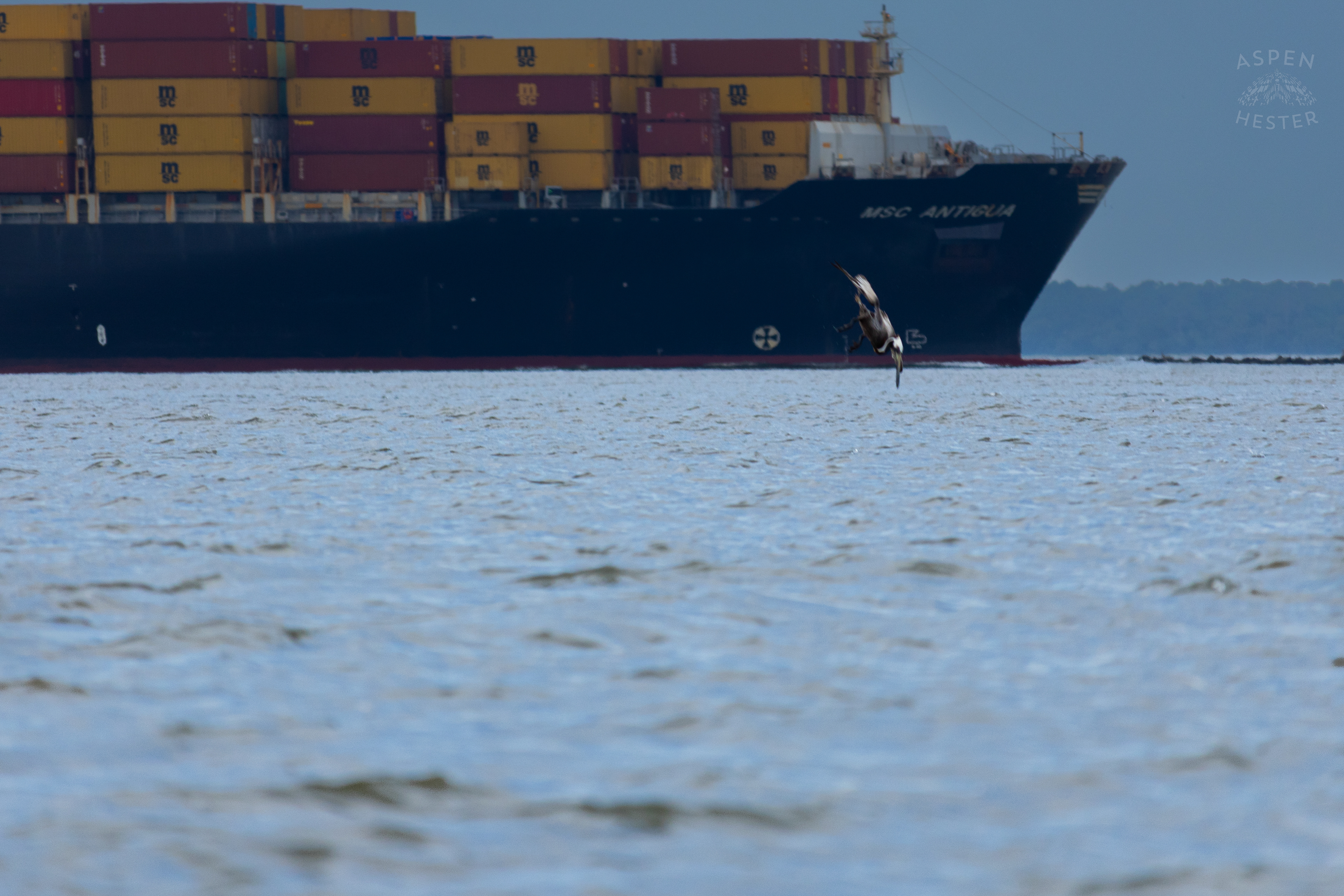 Sea Bird Diving Into The Water of Tybee Island Georgia. June 24th, 2024/Aspen Hester