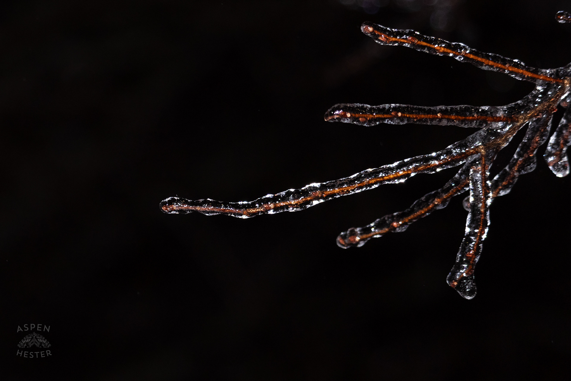 Branches Covered in Thick Ice in Okolona Caused by Winter Storm Blair. January 5th, 2025/Aspen Hester