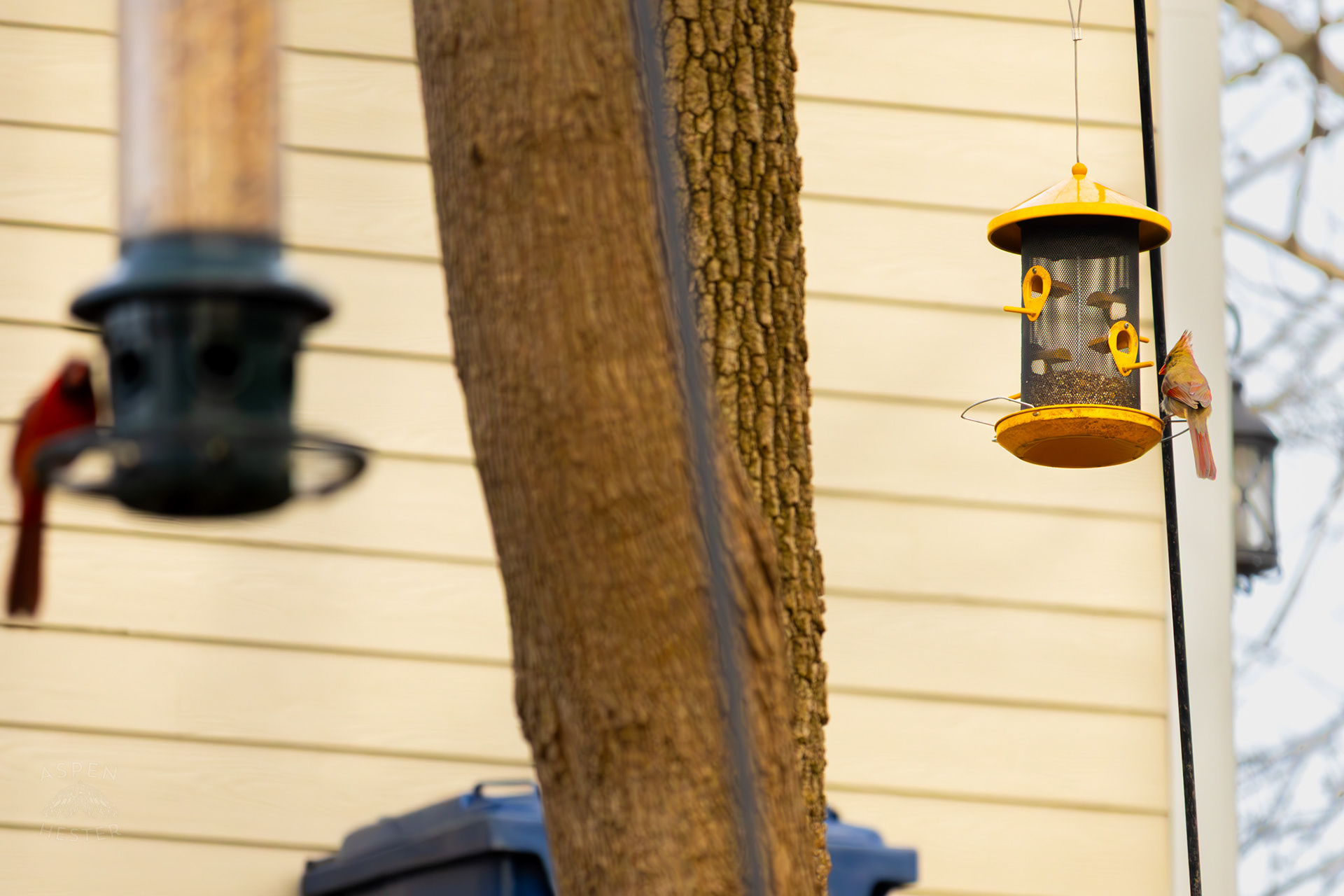 A Male and A Female Cardinal Eat From Two Birdfeeders in My Neighbor's Yard. March 29th, 2026/Aspen Hester