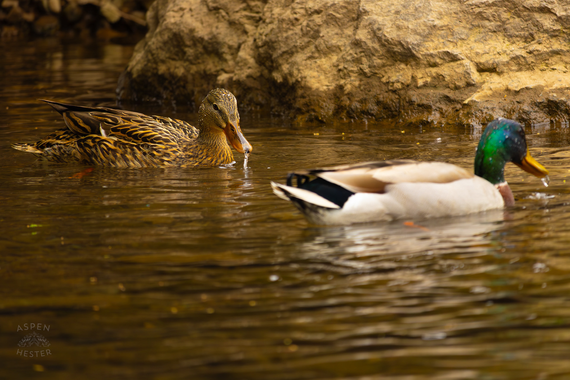 Male and Female Mallards Swim Along Middle Fork Beargrass Creek Where It Runs Through Brown Park. April 14th, 2025/Aspen Hester