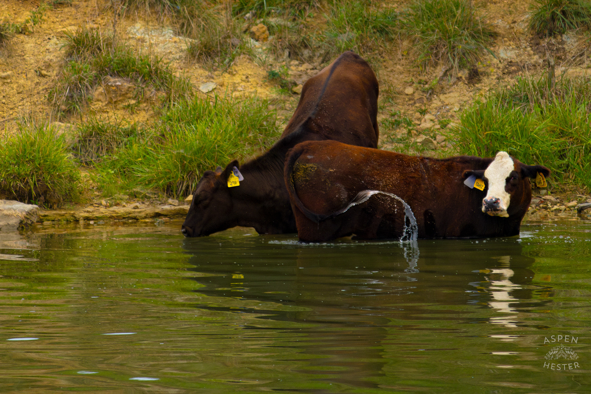 A Cow Wading in the Cool Waters of Reformatory Lake with Another Coming to Join. August 12th, 2024/Aspen Hester