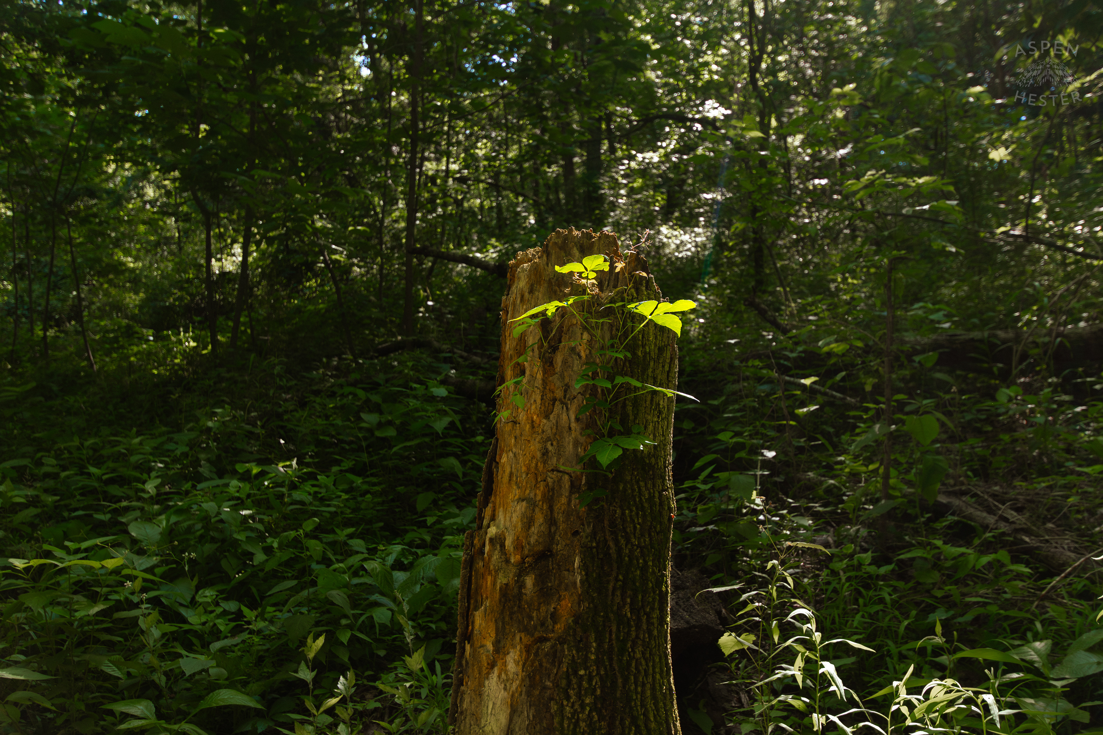 A Sunlit Tree Stump in Cherokee Park. June 11th, 2024/Aspen Hester