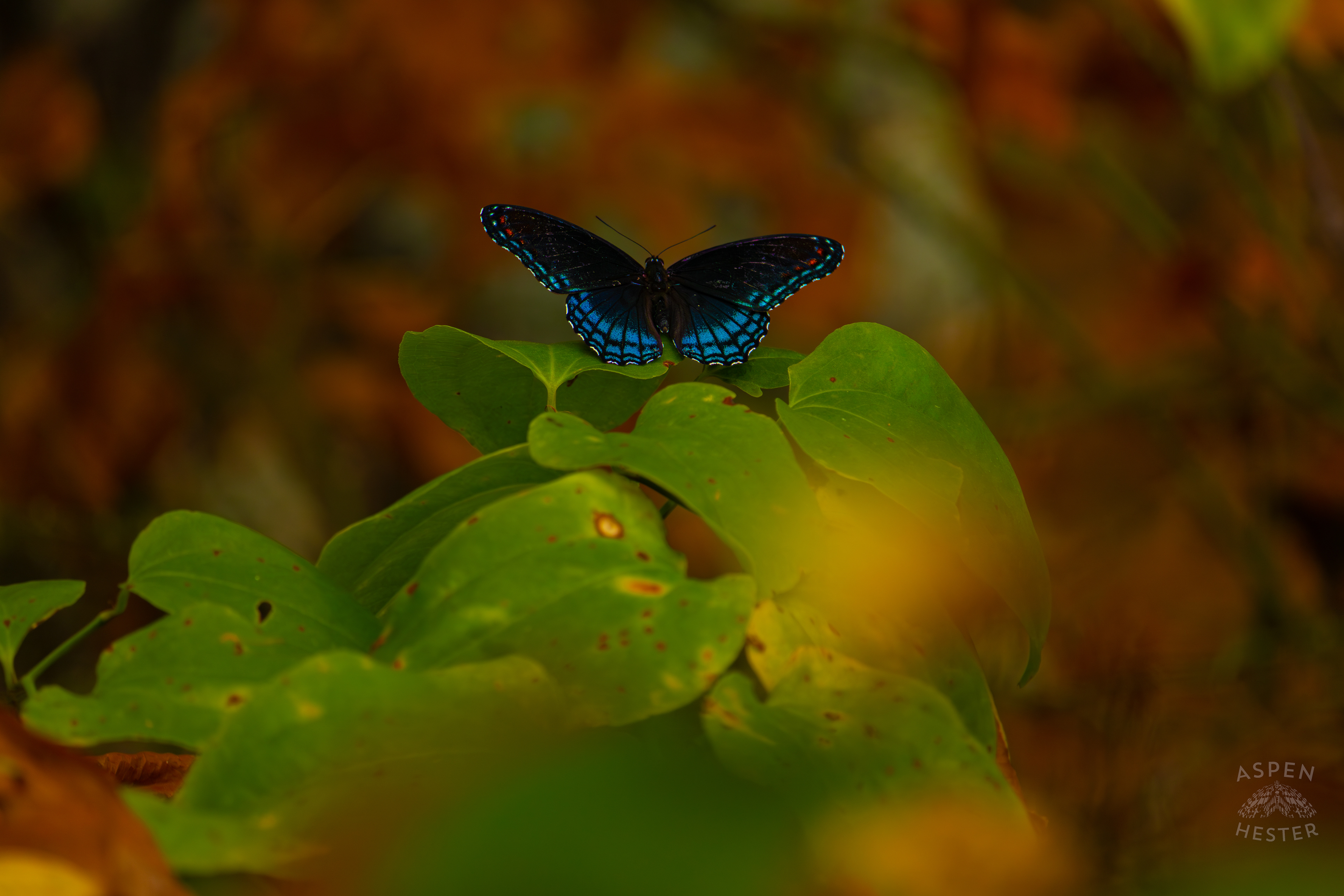 A Red-Spotted Admiral Butterfly Sits on A Bush Inside Jefferson Memorial Forest. September 3rd, 2024/Aspen Hester