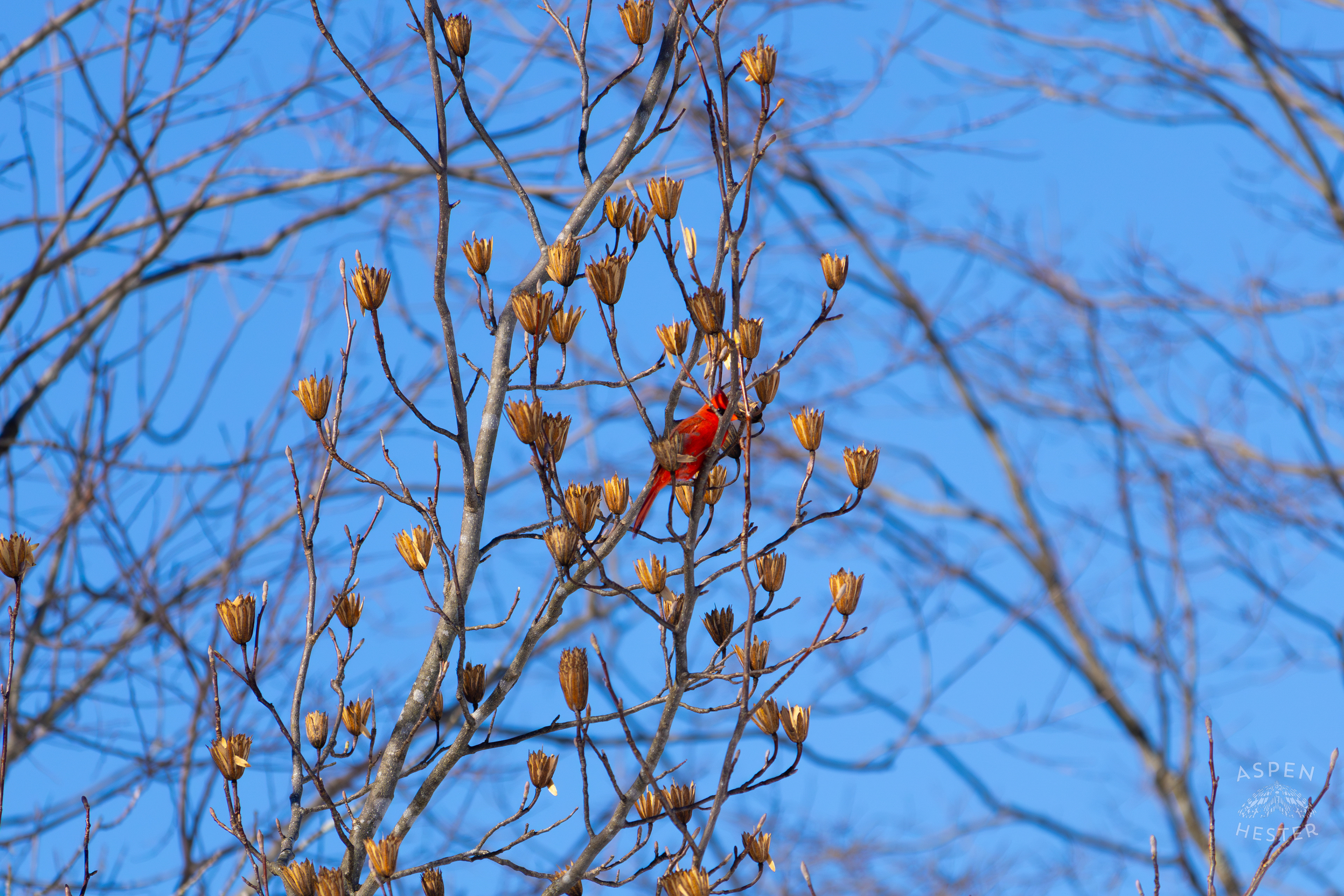 A Cardinal Sits in A Tulip Tree in my Backyard. January 13th, 2025/Aspen Hester