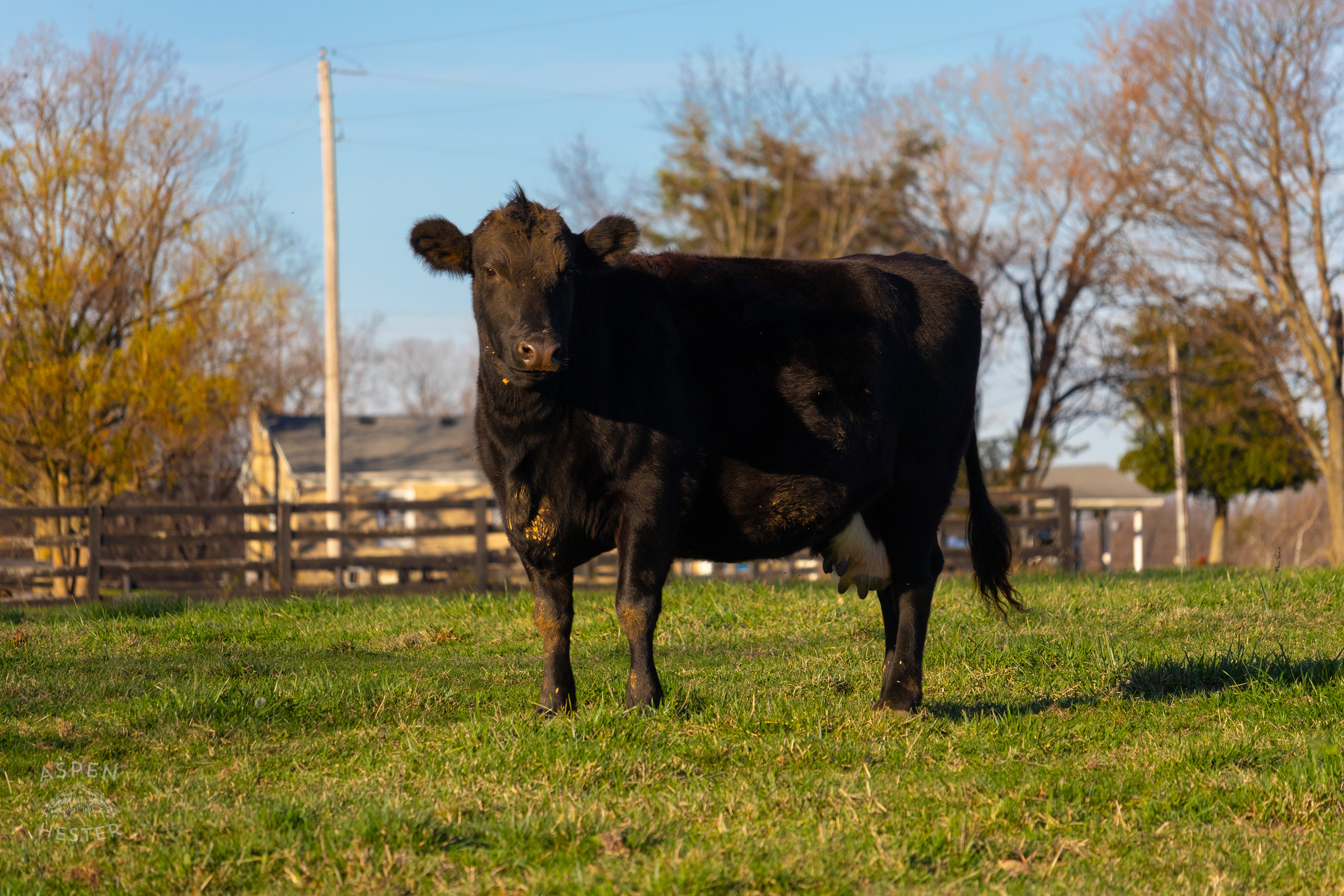 Pasture Fed Cow Tinker Bell Mosing Through The Field on Skinner Farms Thanksgiving Turkey Pick Up Day. November 24th, 2024/Aspen Hester