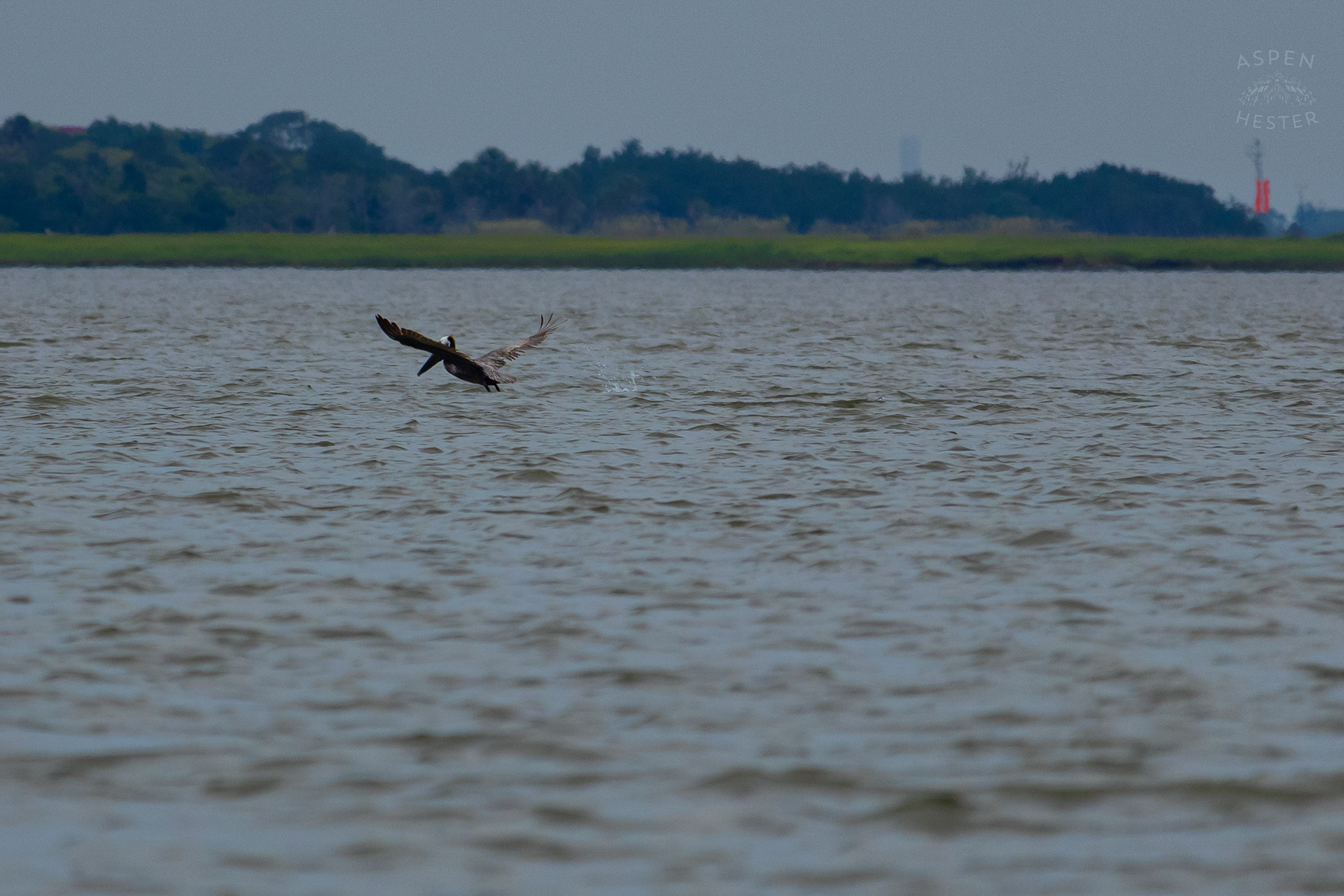 Sea Bird Diving Into The Water of Tybee Island Georgia. June 24th, 2024/Aspen Hester