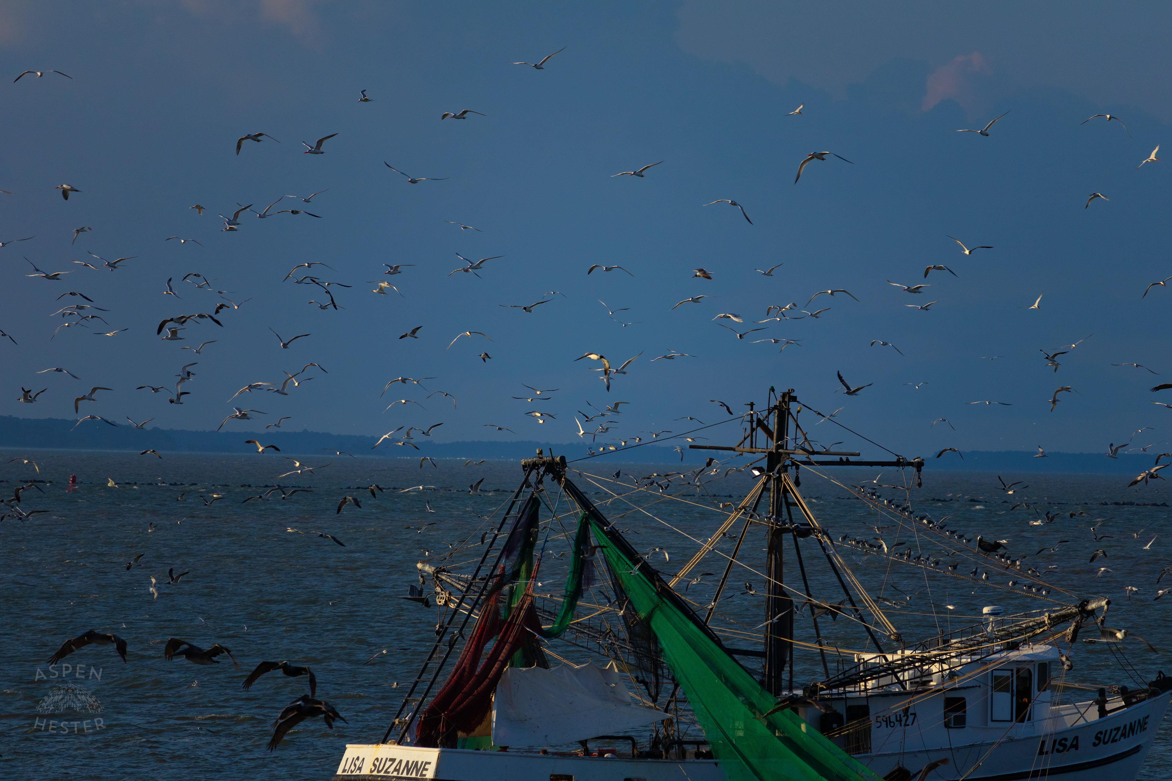Birds Flock Around The 'Lisa Suzanne' Off The Coast of Tybee Island Georgia. June 23rd, 2024/Aspen Hester