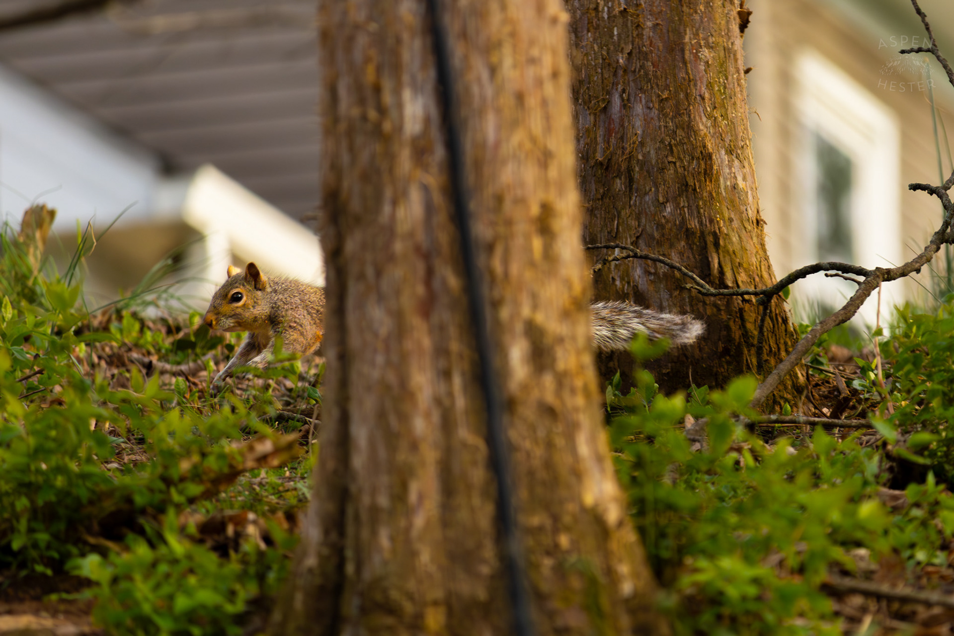 A Squirrel Runs Through My Neighbor's Yard. March 29th, 2026/Aspen Hester