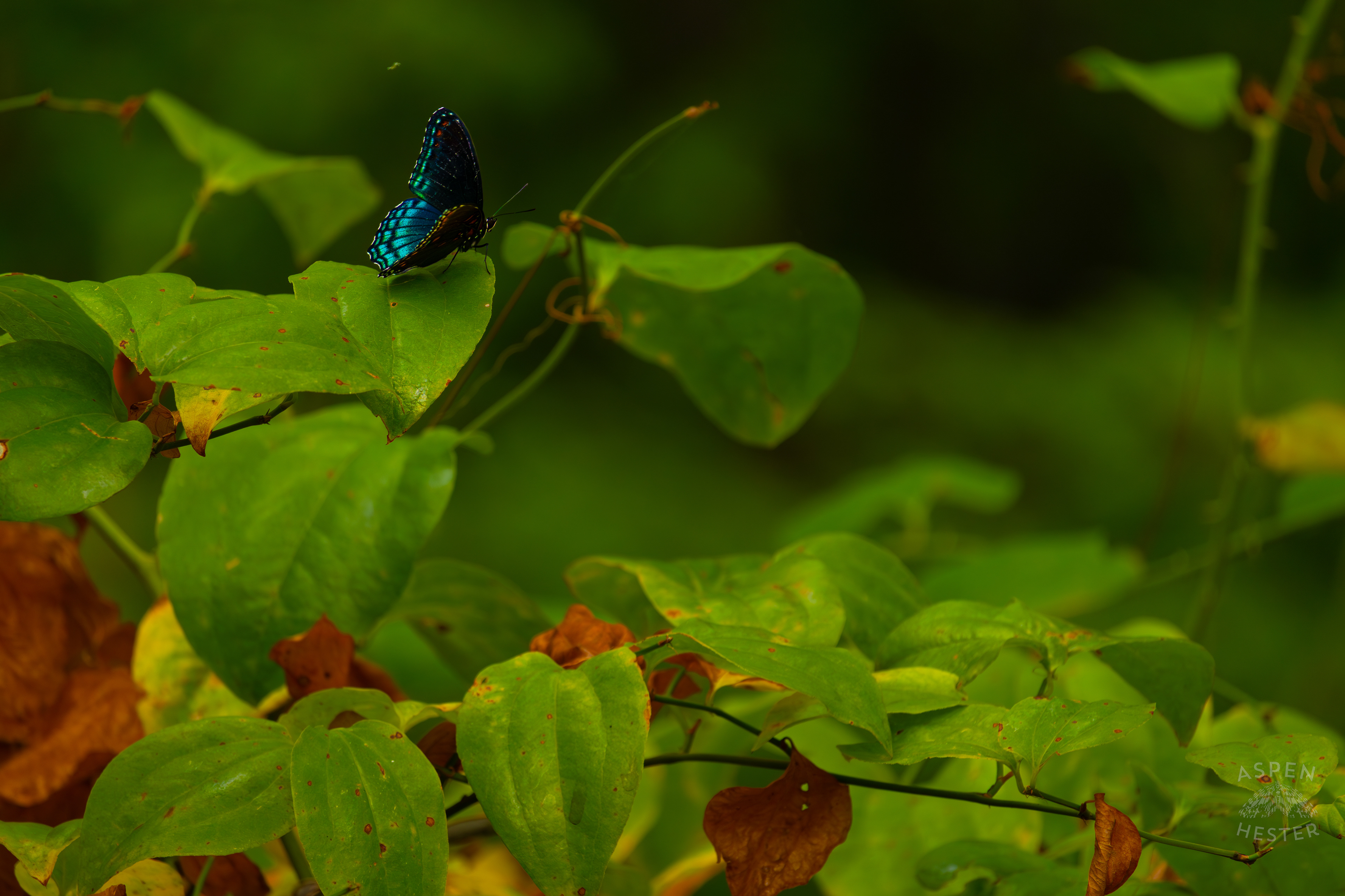 A Red-Spotted Admiral Butterfly Sits on A Bush Inside Jefferson Memorial Forest. September 3rd, 2024/Aspen Hester