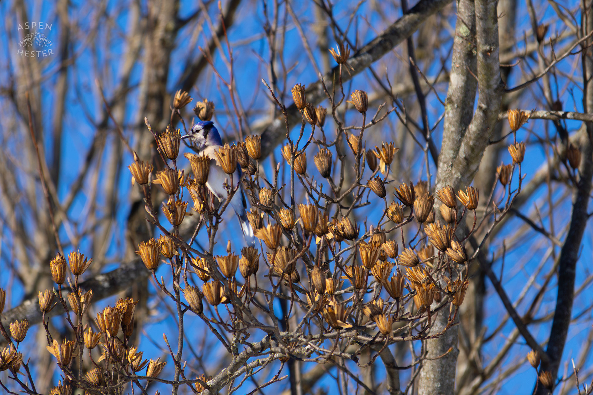 A Blue Jay Sits in A Tulip Tree in The Snowy Landscape of my Backyard. January 13th, 2025/Aspen Hesterq