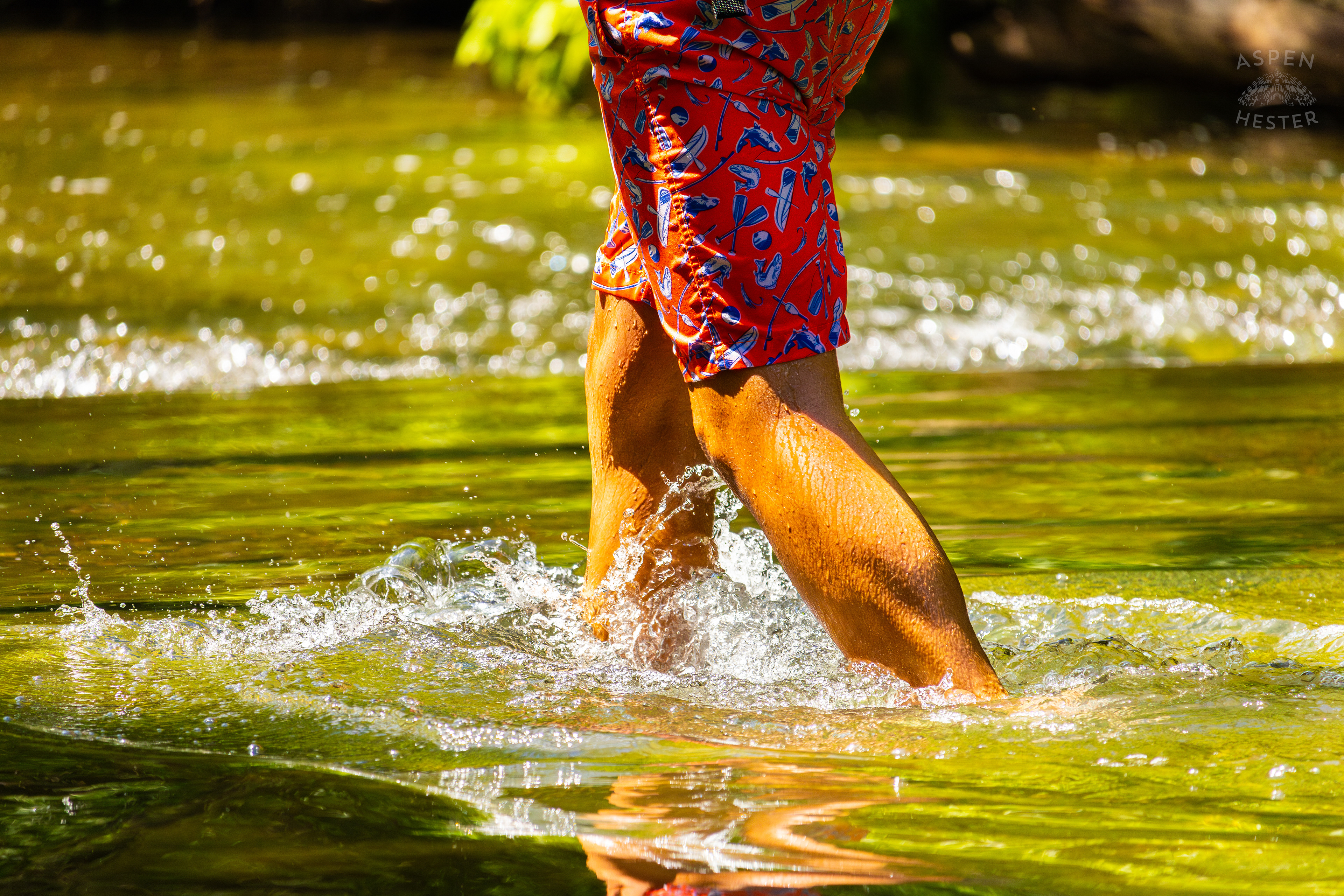 Creek-Walker in Middle Fork Beargrass Creek in Cherokee Park. May 28th, 2024/Aspen Hester