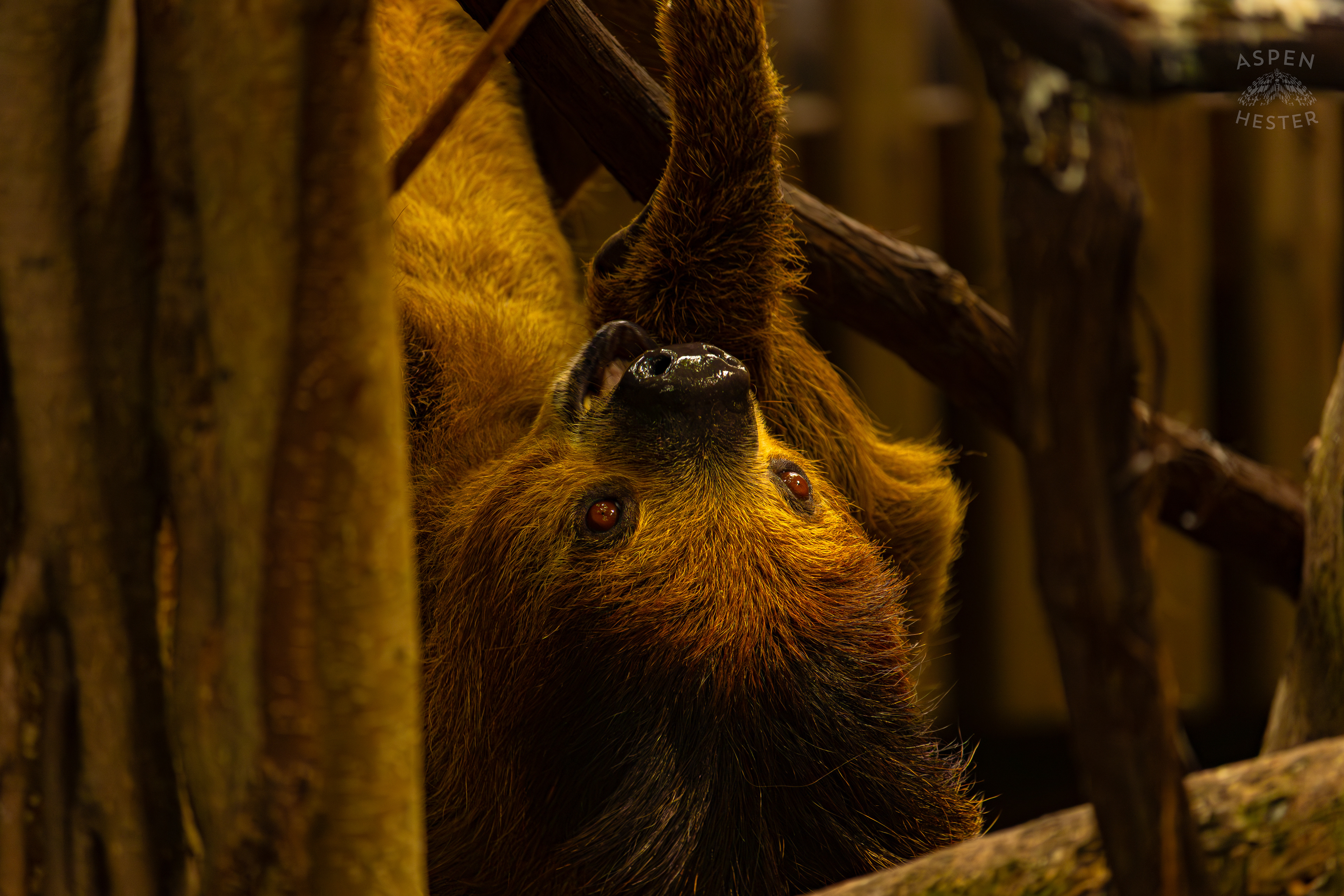 Wookiee The Two-Toed Sloth Hangs From A Branch and Eats A Snack in The Rainforest Inside The National Aviary in Pittsburgh Pennsylvania. February 26th, 2025/Aspen Hester
