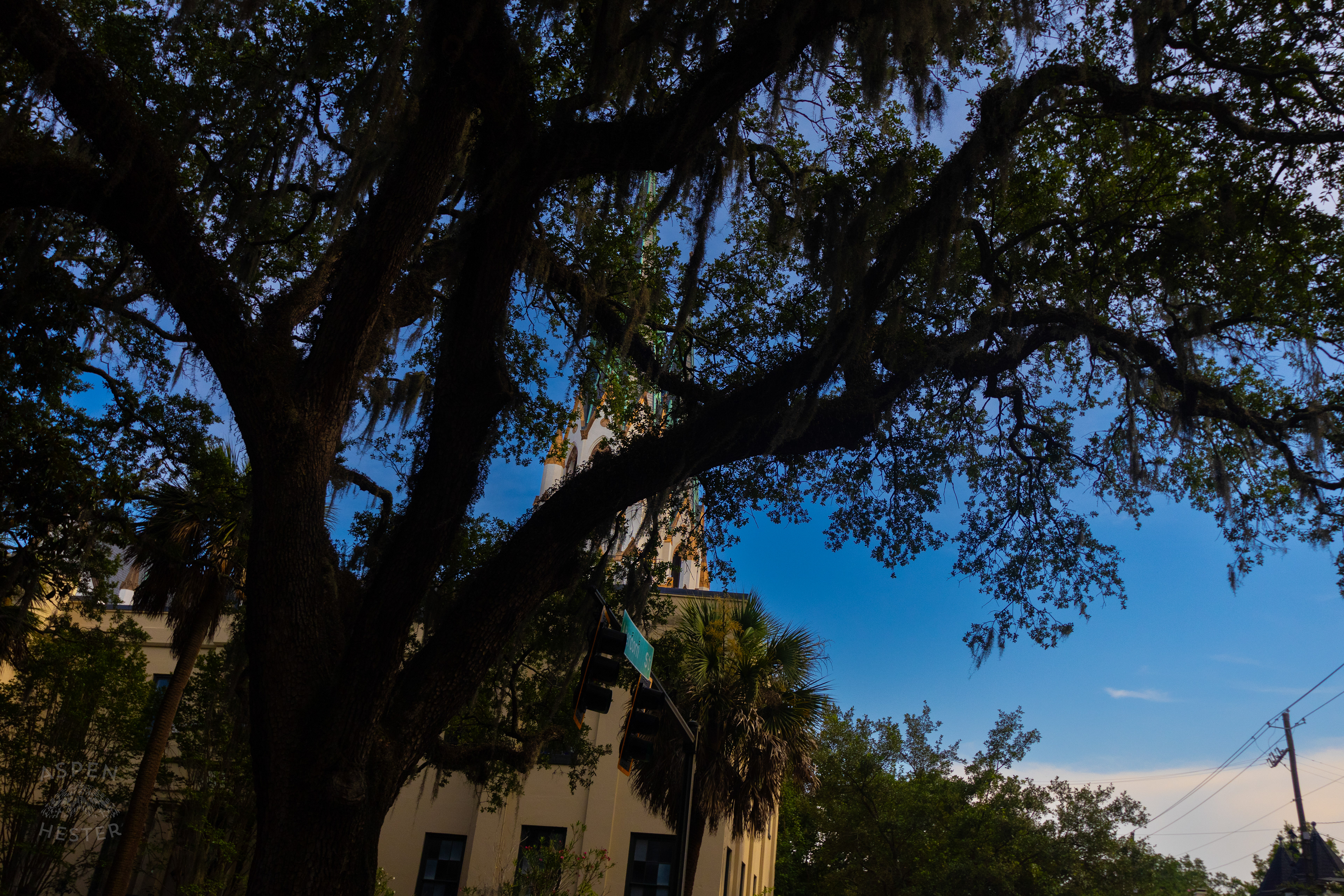 Steeple of The Cathedral of St. John the Baptist Savannah Georgia. June 24th, 2024/Aspen Hester