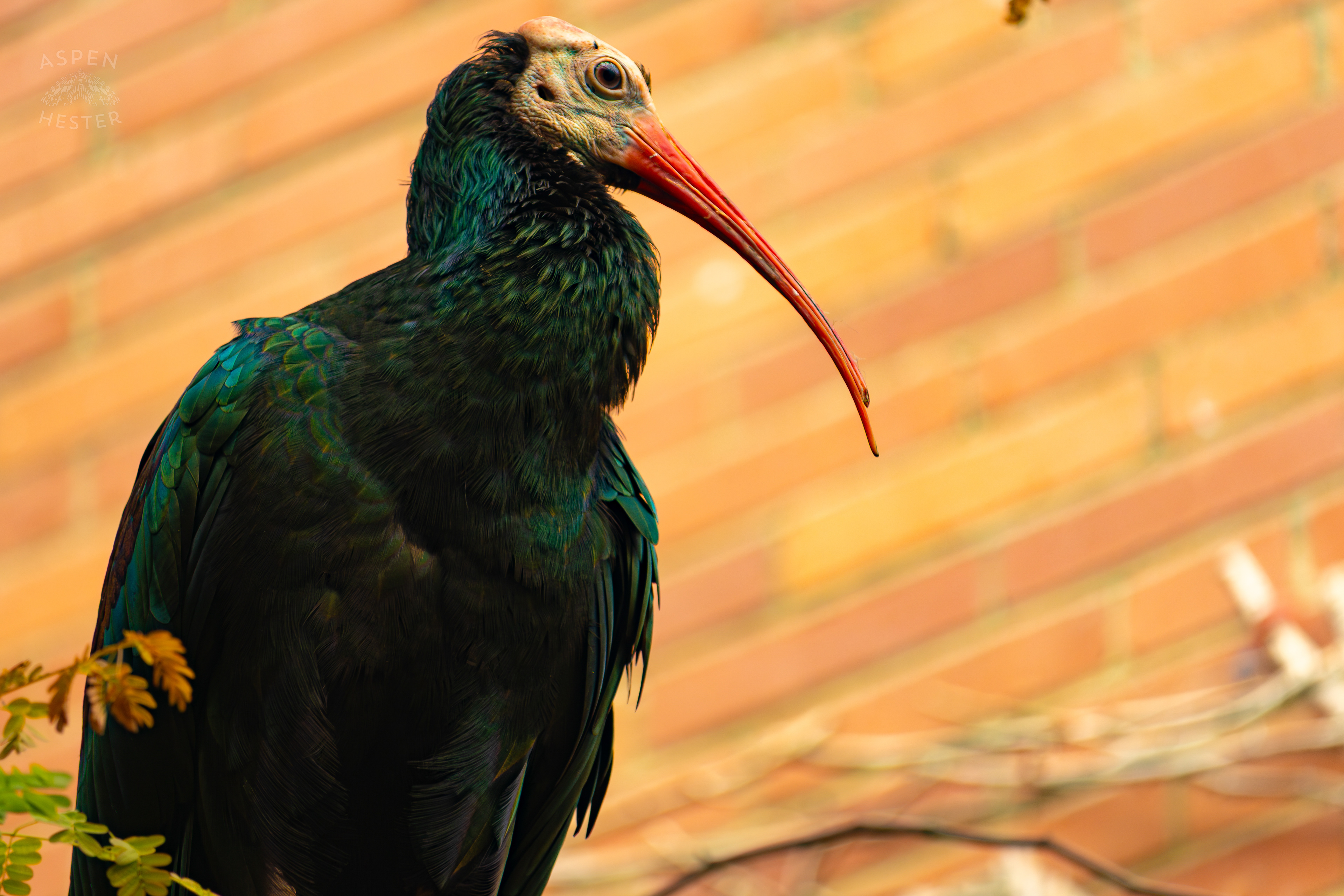 A Southern Bald Ibis Perches In The Rainforest Inside The National Aviary in Pittsburgh Pennsylvania. February 26th, 2025/Aspen Hester