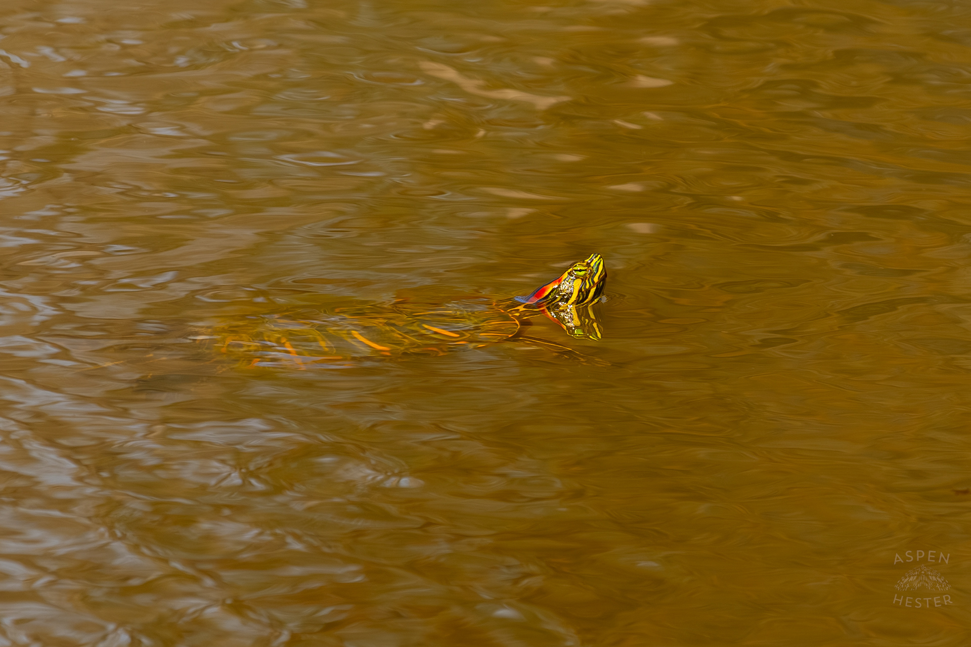 A Painted Turtle Enjoys The Sun While Floating on Reformatory Lake in Wendell Moore Park Right Before Spring. March 18th, 2025/Aspen Hester