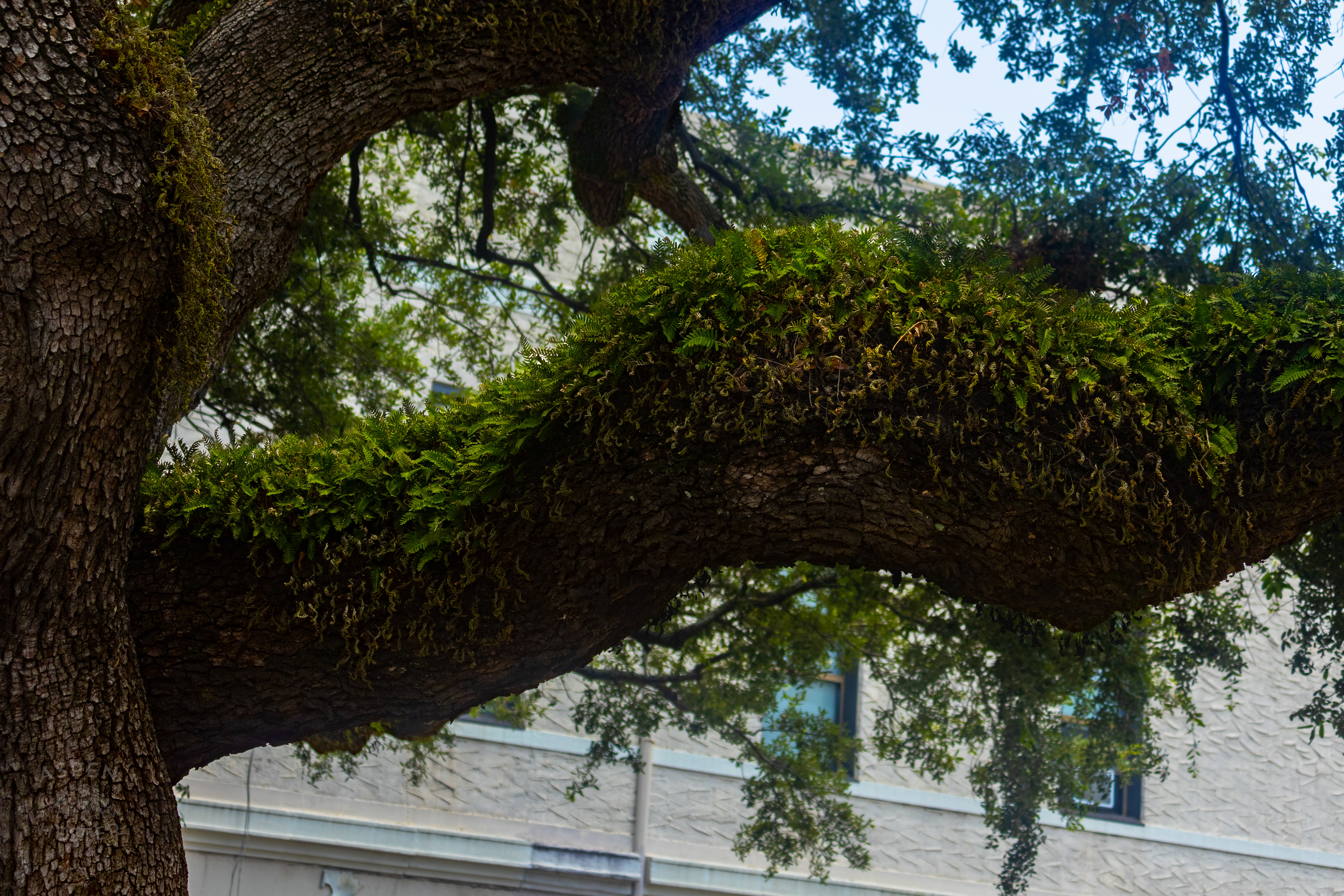 Oak Trees in Savannah Georgia. June 26th, 2024/Aspen Hester