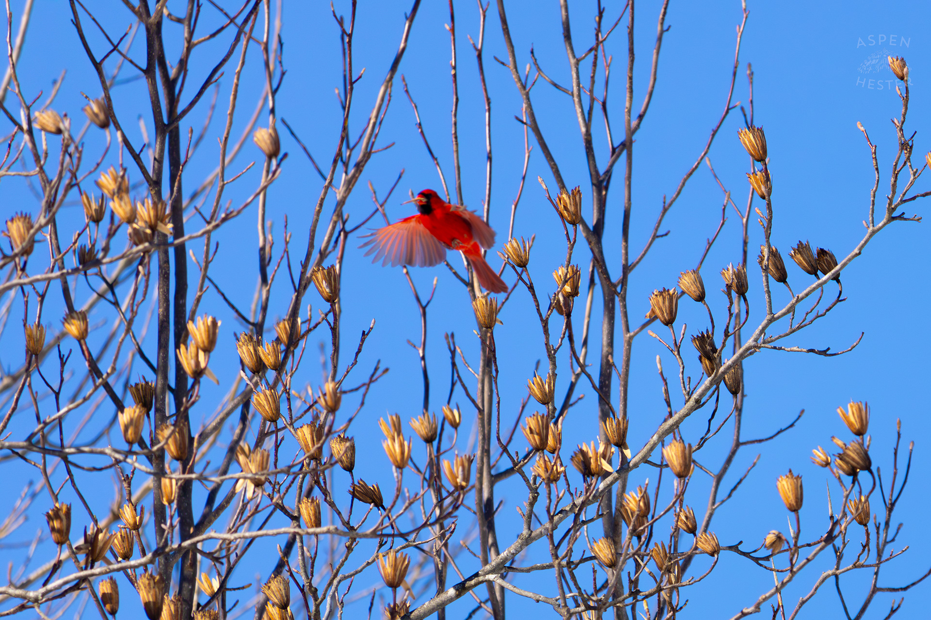  A Male Cardinal Flies From Branch to Branch in A Tulip Tree in my Snowy Backyard. January 13th, 2025/Aspen Hester