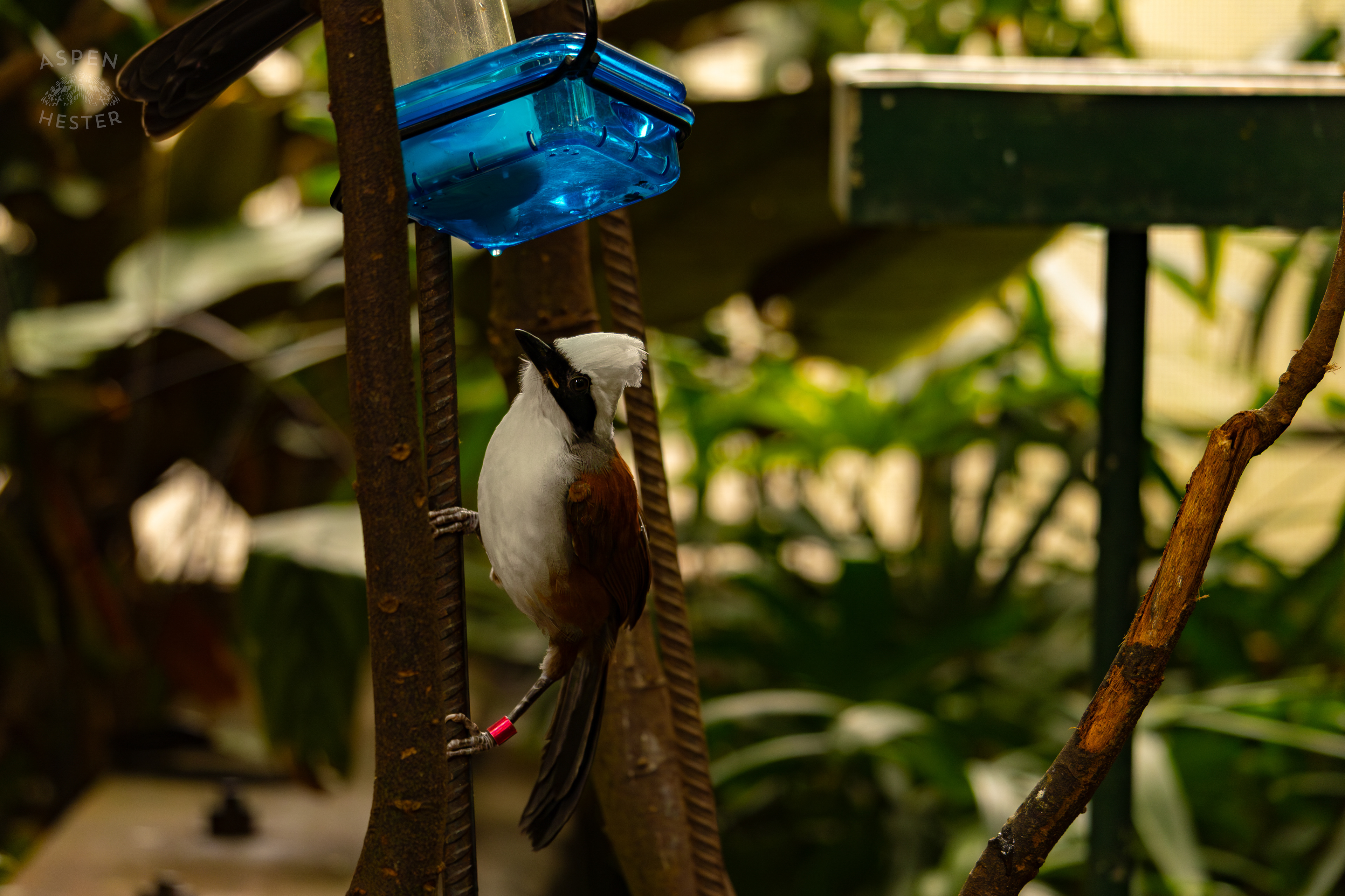 A White-Crested Laughingthrush Takes A Drink in The Rainforest Inside The National Aviary in Pittsburgh Pennsylvania. February 26th, 2025/Aspen Hester