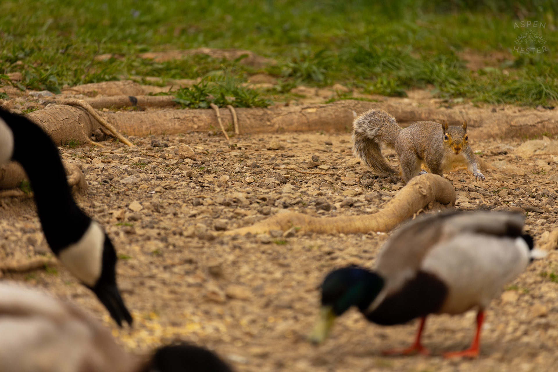 A Squirrel Sneaks Towards Birds Eating Seed in Brown Park. April 14th, 2025/Aspen Hester