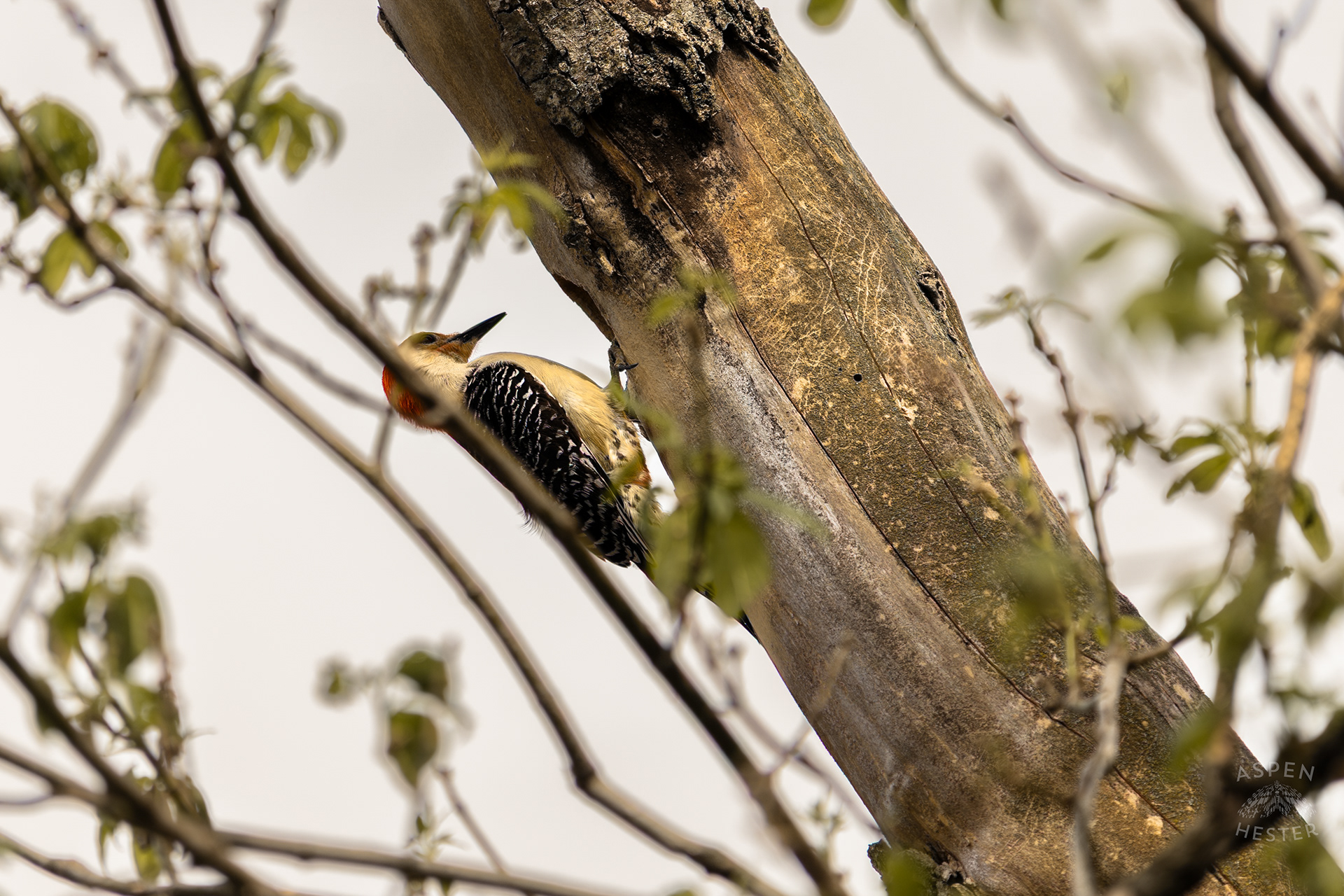 A Red-Bellied Woodpecker Forages in A Tree Above Water Amid The Historic Flooding in Utica Indiana. April 9th, 2025/Aspen Hester