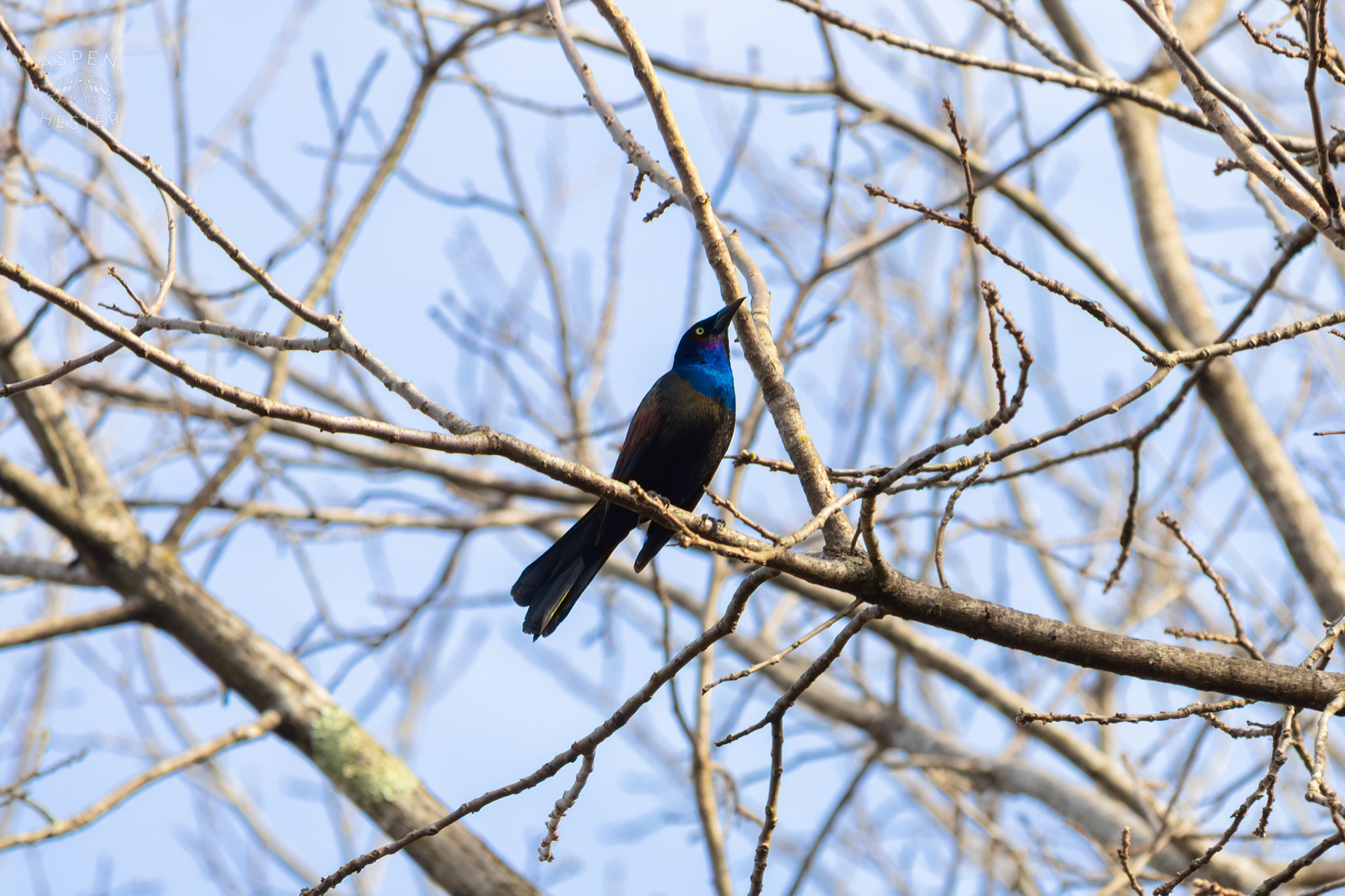 A Common Grackle Perches High in The Branches of My Neighbor's Yard. March 29th, 2026/Aspen Hester
