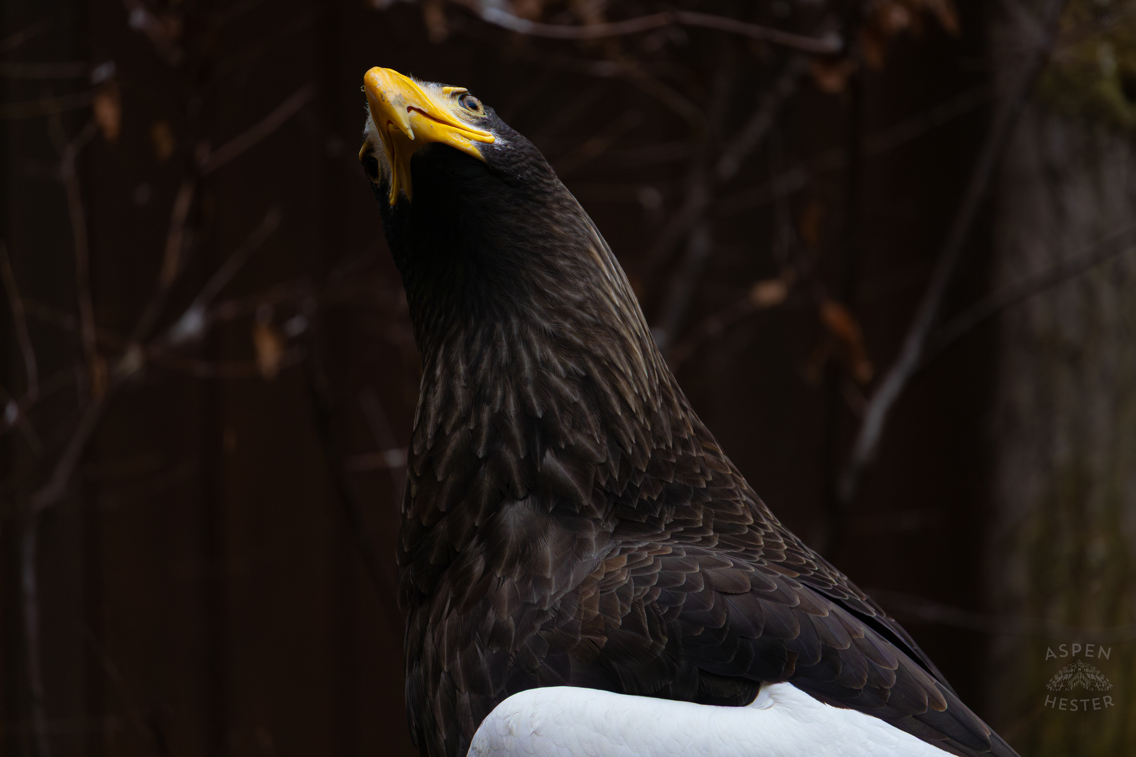Kodiak The Steller’s Sea Eagle Inside The National Aviary in Pittsburgh Pennsylvania. February 26th, 2025/Aspen Hester