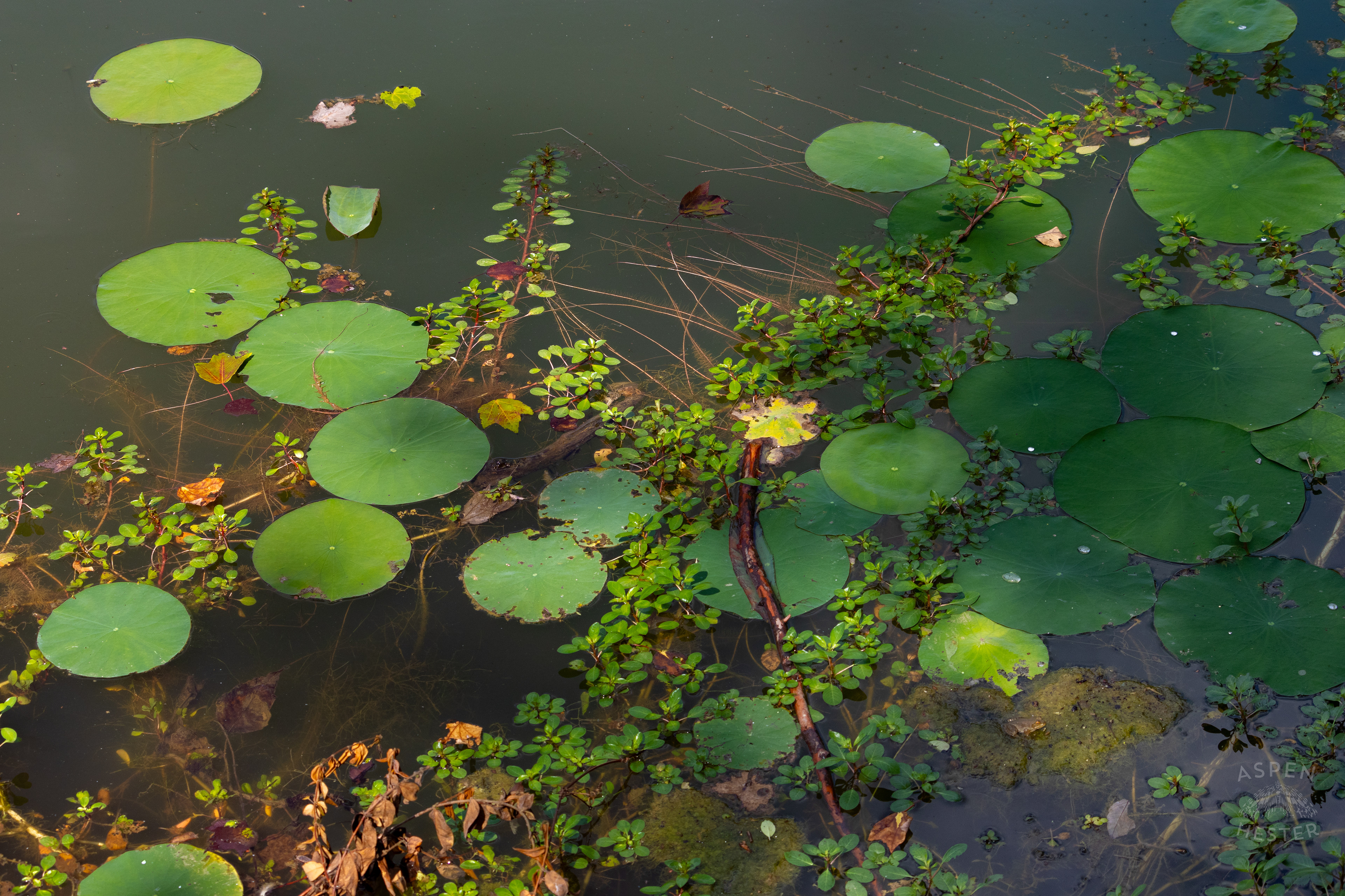 Lilypad's on The Chickasaw Park Pond. August 25th, 2024/Aspen Hester