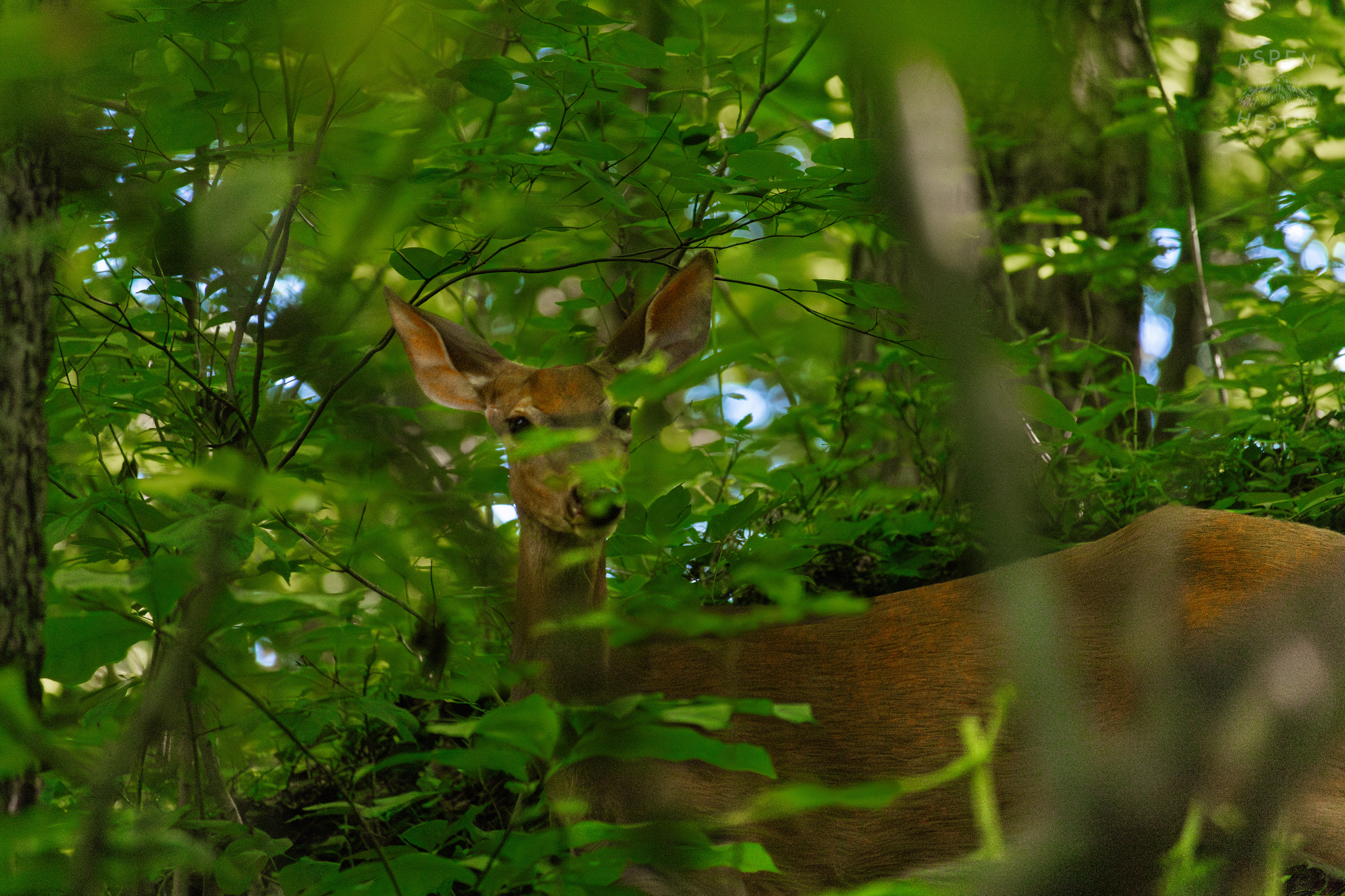 White Tailed Deer Foraging Deep in the Foliage of Cherokee Park. June 11th, 2024/Aspen Hester