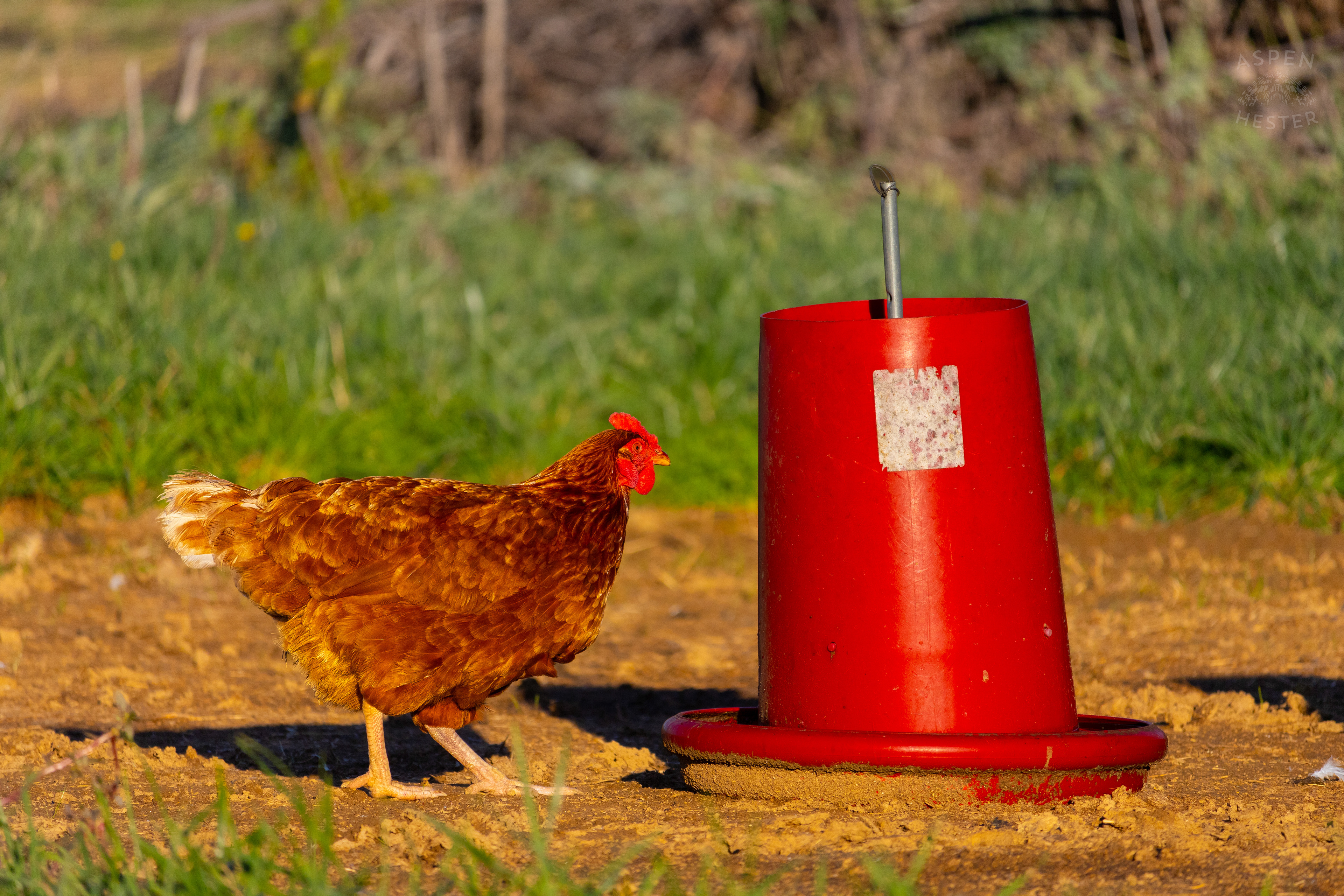A Chicken Pecking About on Skinner Farms Thanksgiving Turkey Pick Up Day. November 24th, 2024/Aspen Hester