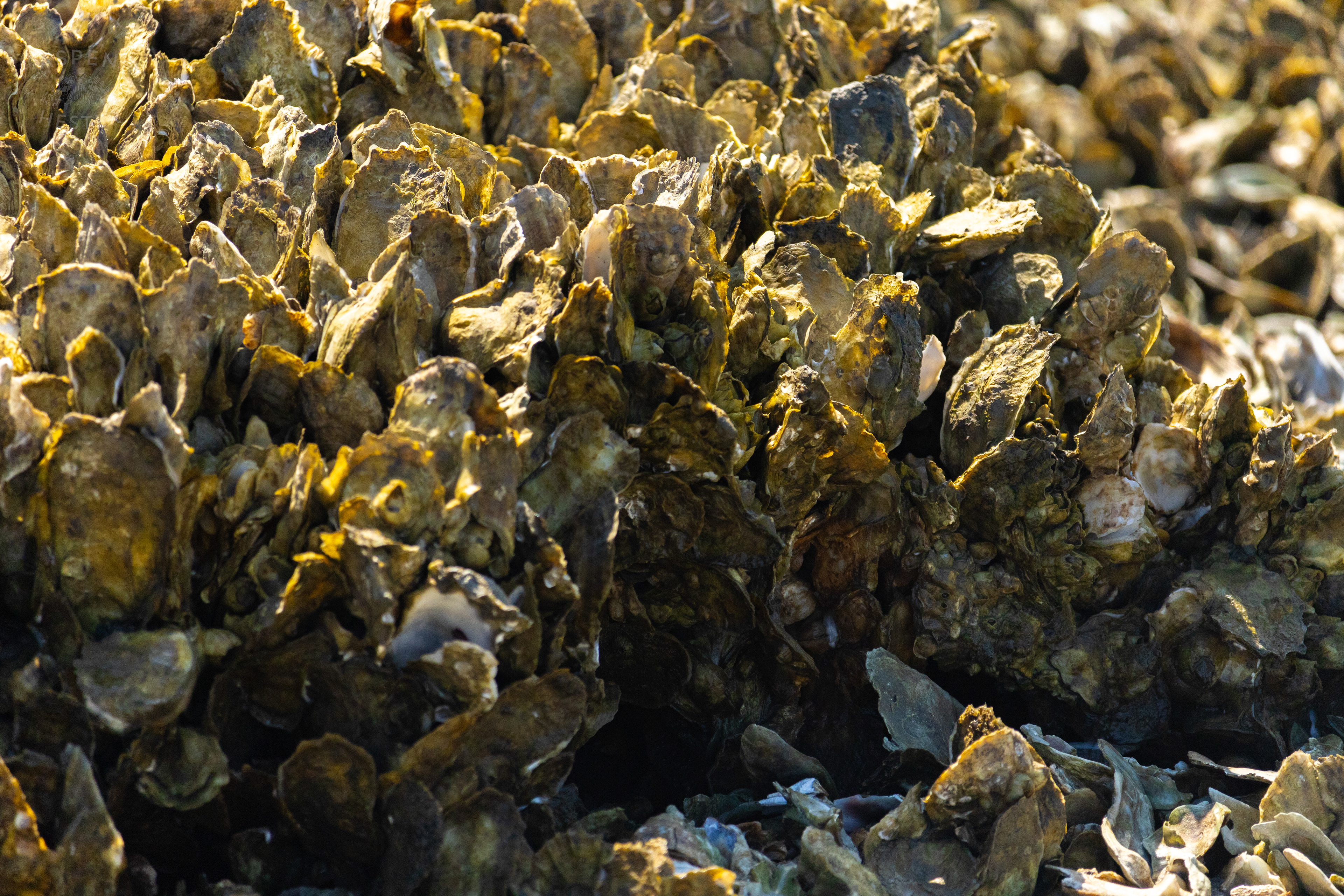 Oyster Reef in Low Tide on Tybee Island Georgia. June 25th, 2024/Aspen Hester