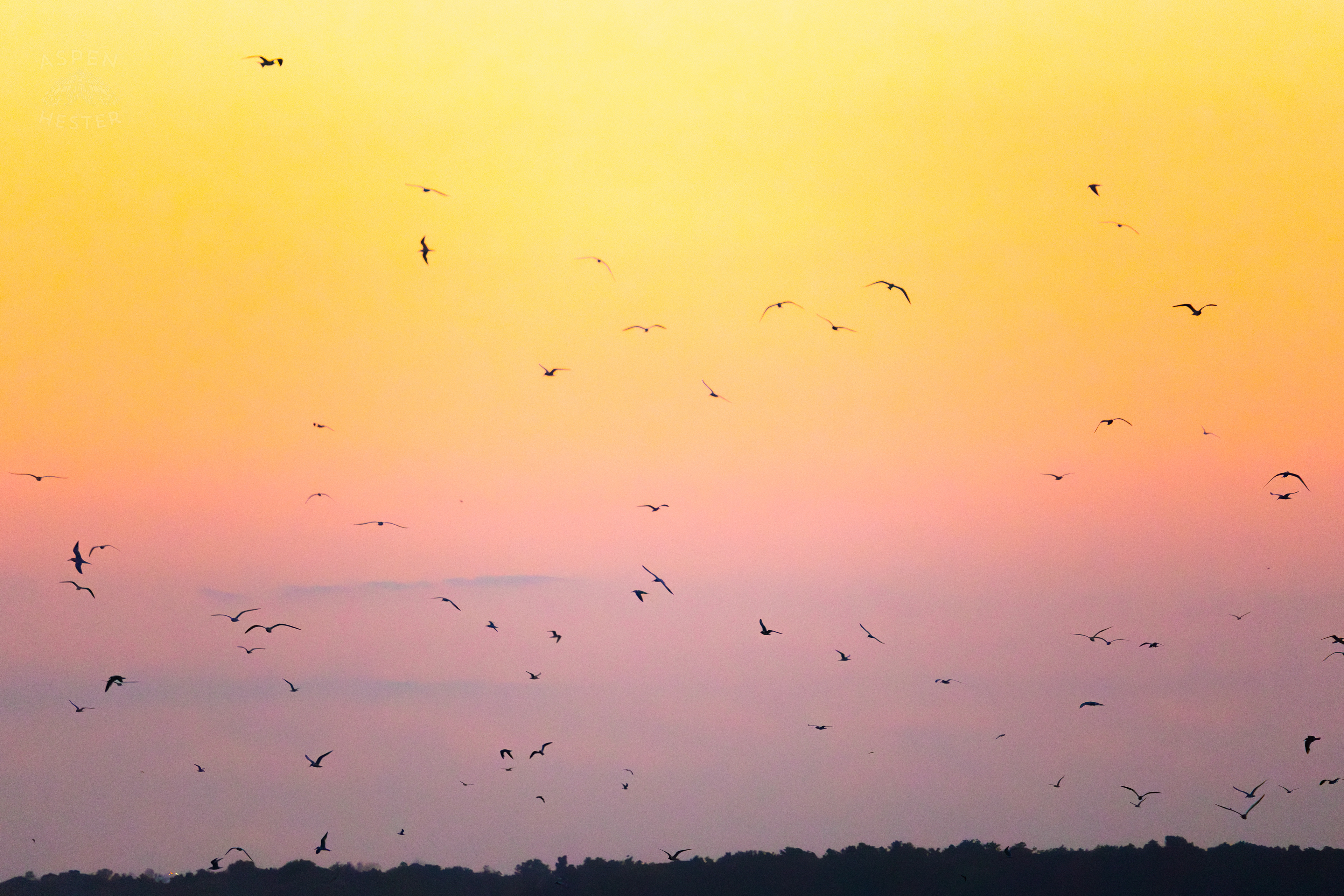 Birds Agaisnt The Sunset on Tybee Island Georgia. June 25th, 2024/Aspen Hester