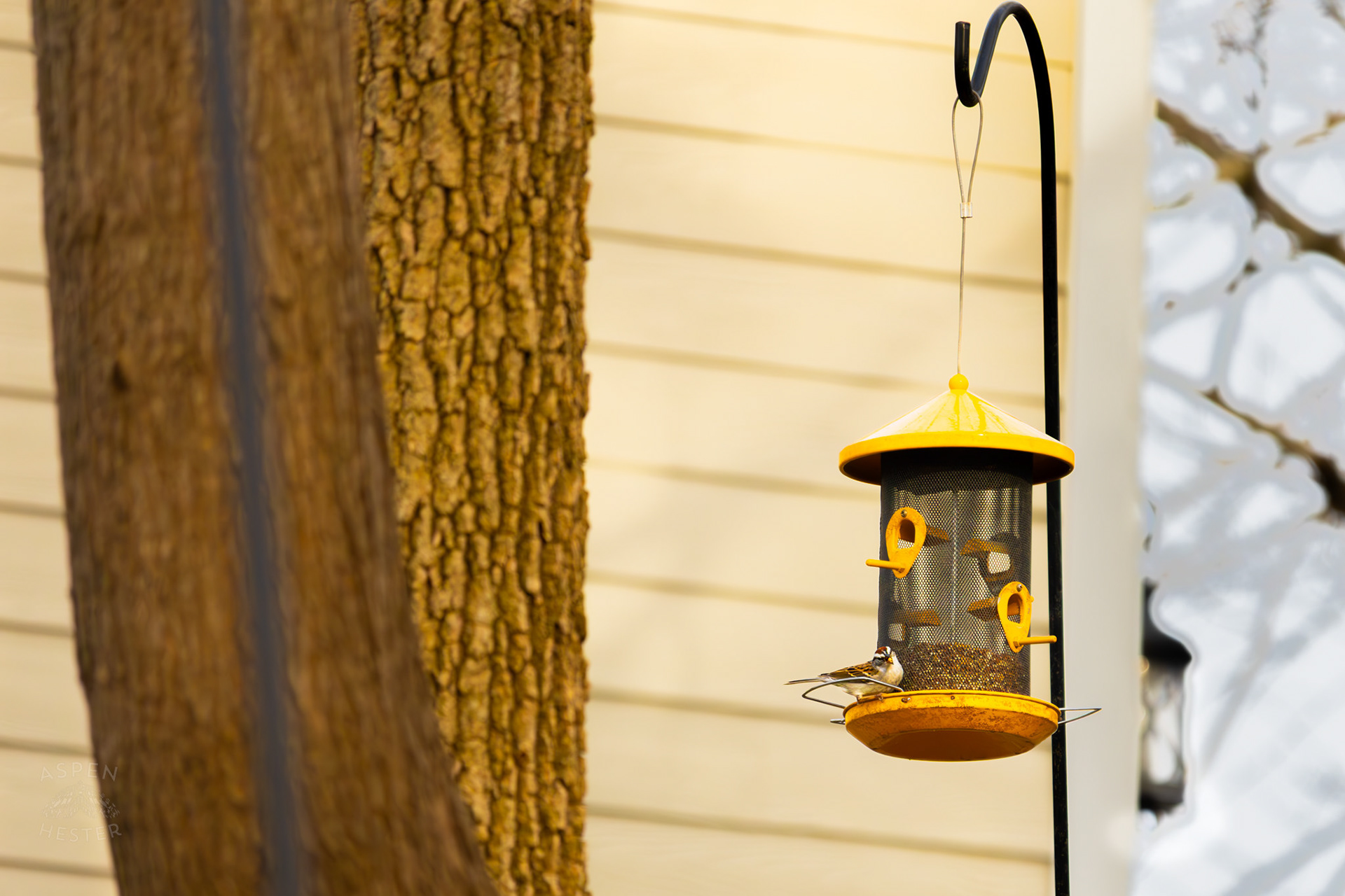 A Chipping Sparrow Eats From A Birdfeeder in My Neighbor's Yard. March 29th, 2026/Aspen Hester
