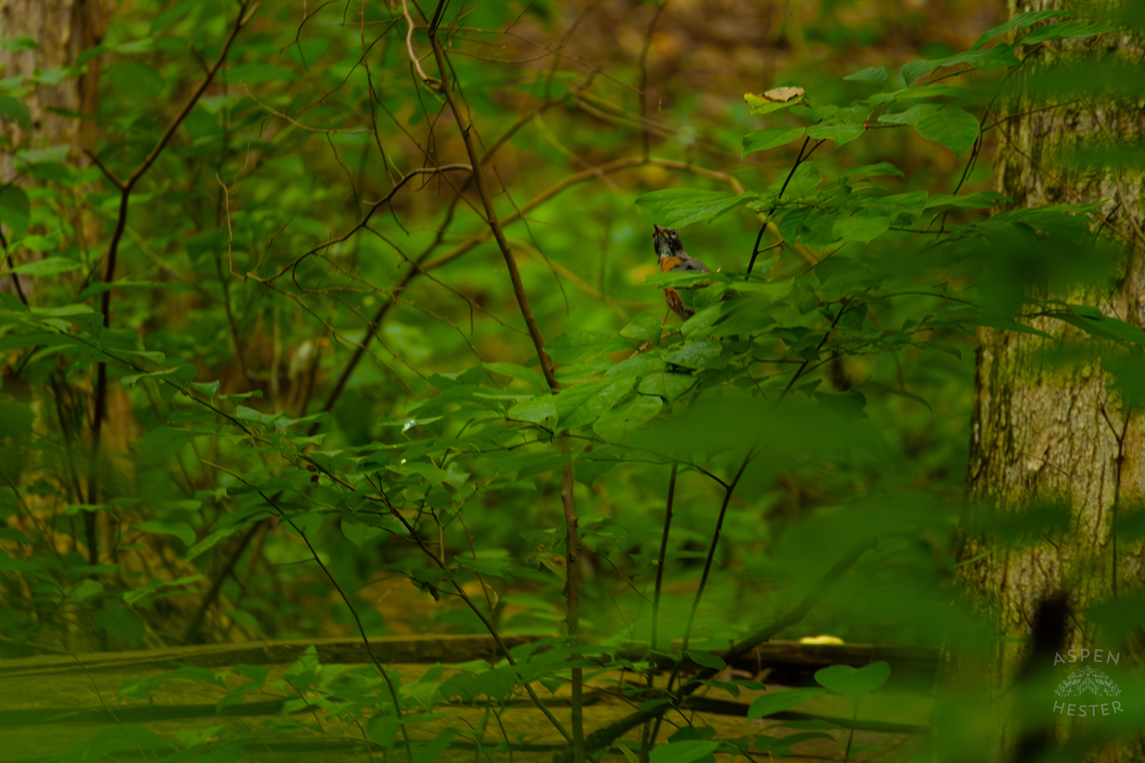 A Robin Hides Deep Inside Jefferson Memorial Forest. September 3rd, 2024/Aspen Hester