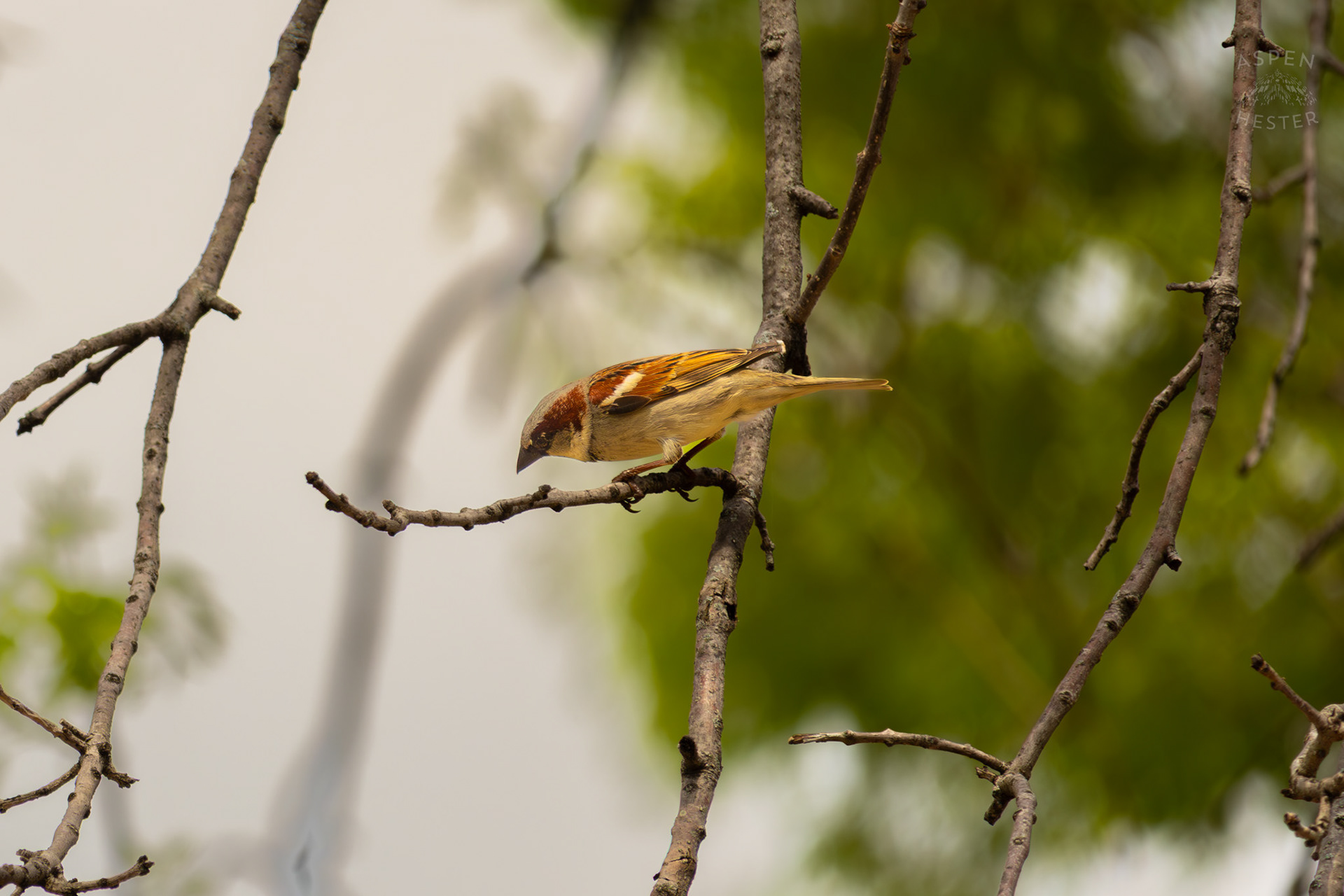 A House Sparrow Perches on A Branch in Brown Park. April 14th, 2025/Aspen Hester