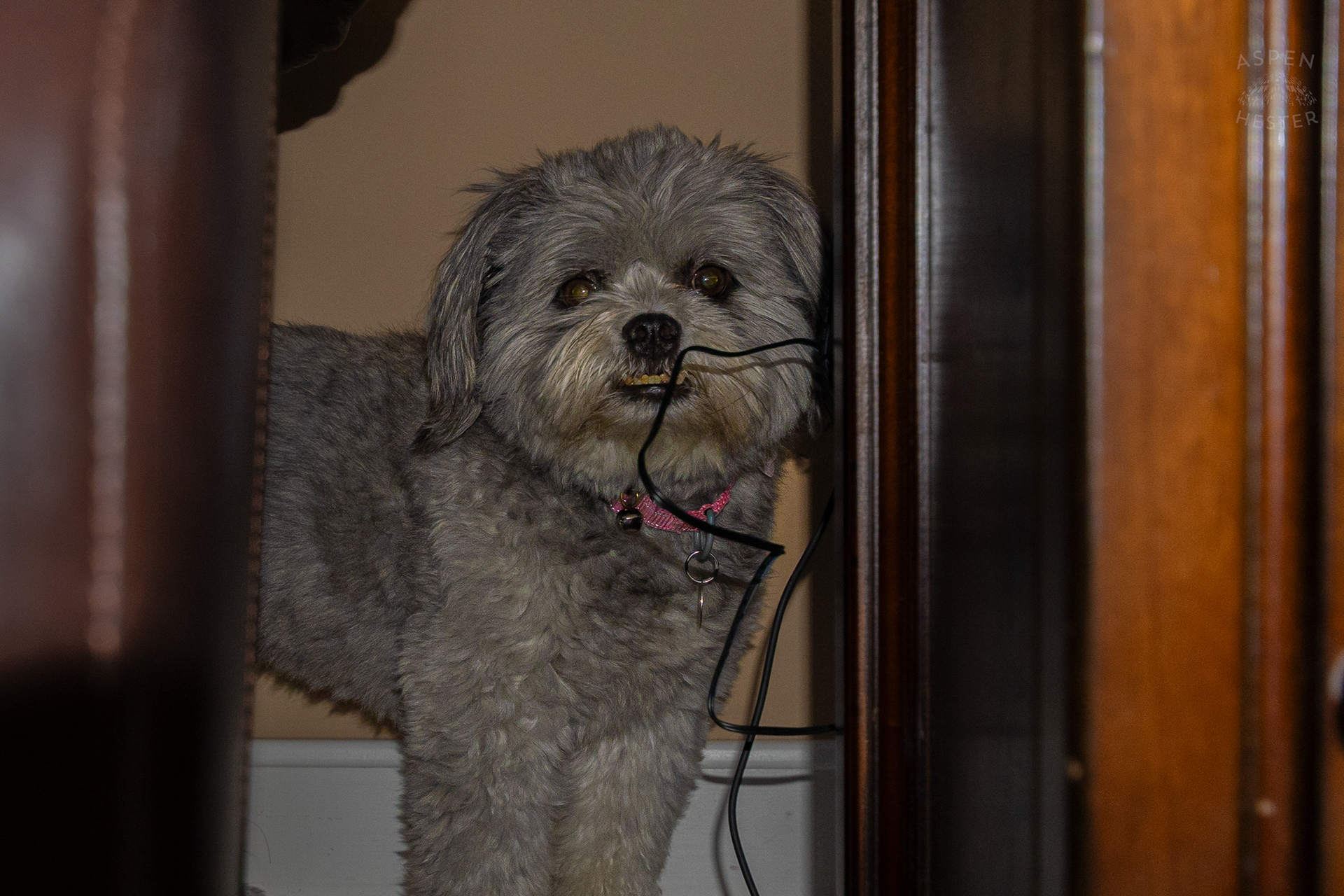 My Girl Mabel Trying to Hide From The Camera. November 11th, 2024/Aspen Hester