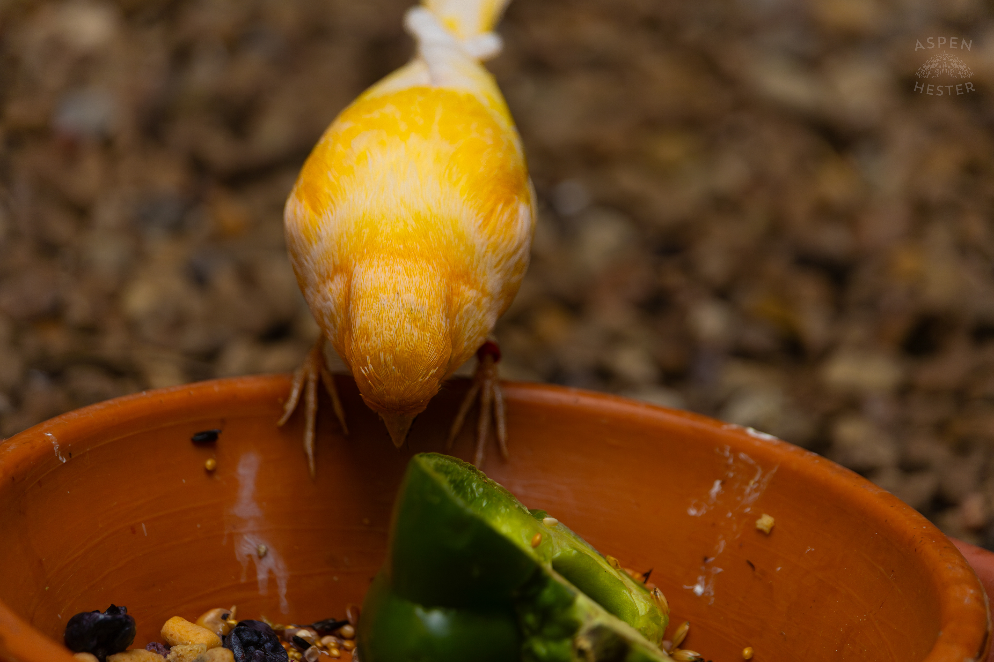 An Atlantic Island Canary Eats A Meal in The Grasslands Inside The National Aviary in Pittsburgh Pennsylvania. February 26th, 2025/Aspen Hester