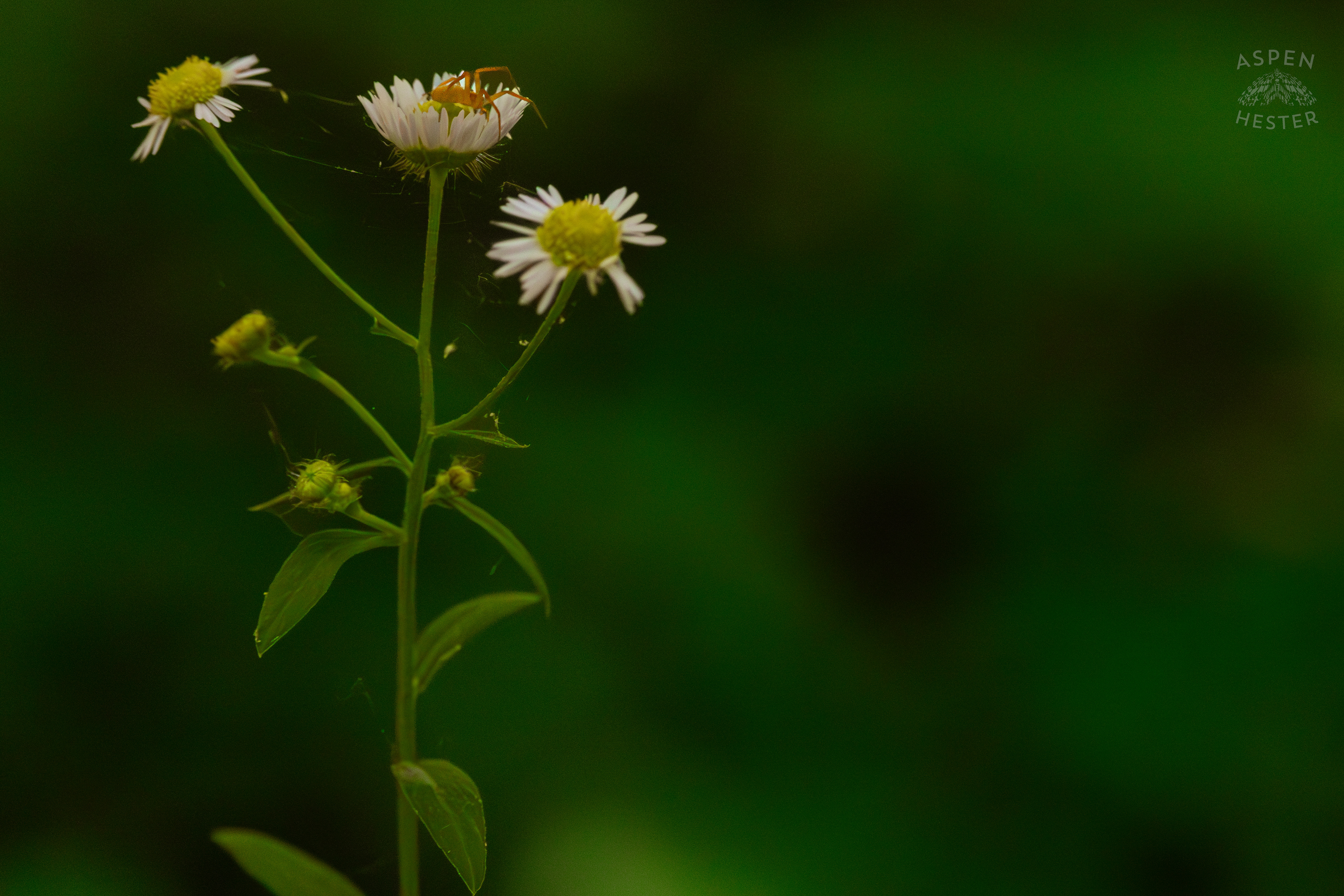 A Small Spider Makes A Home Out of Fleabane Daisies in Cherokee Park. June 11th, 2024/Aspen Hester