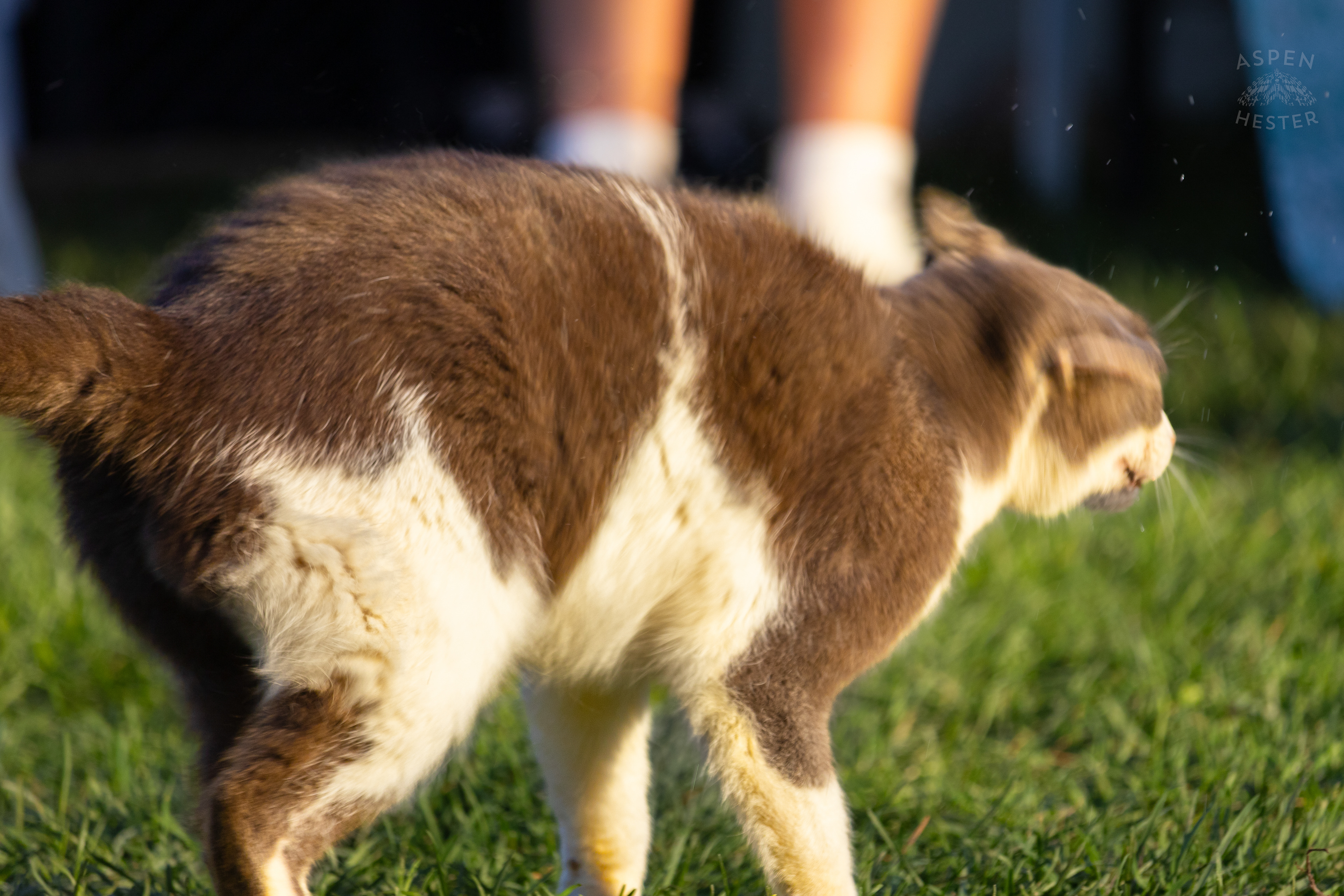 Barn Cat Catboy Stealing Attention From All The Customers  on Skinner Farms Thanksgiving Turkey Pick Up Day. November 24th, 2024/Aspen Hester