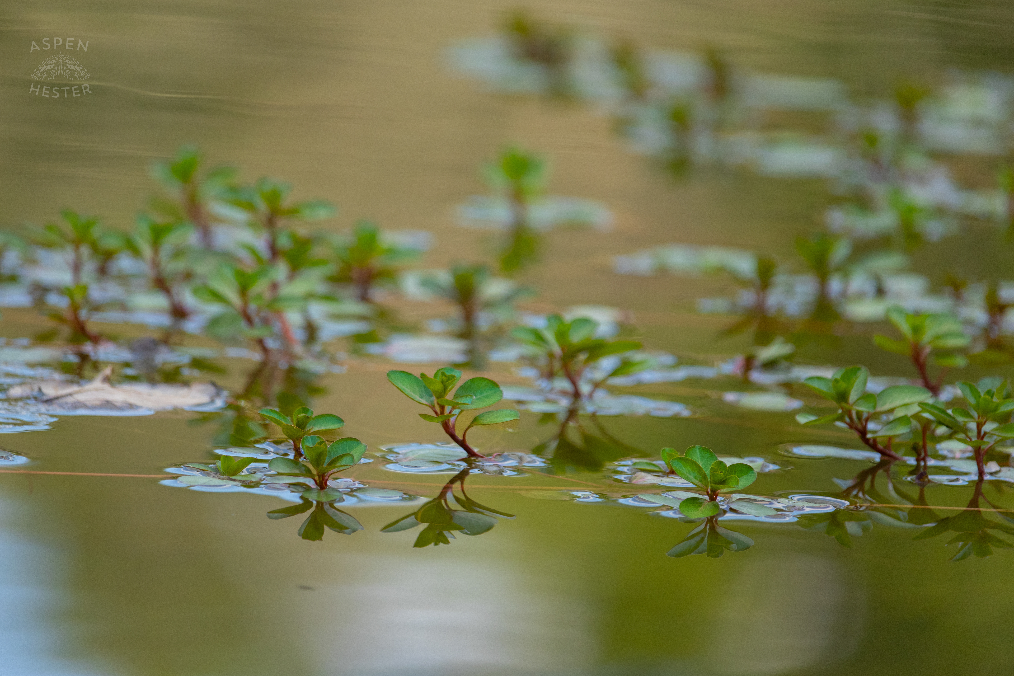 Floating Primrose on The Surface of The Chickasaw Park Pond. August 25th, 2024/Aspen Hester