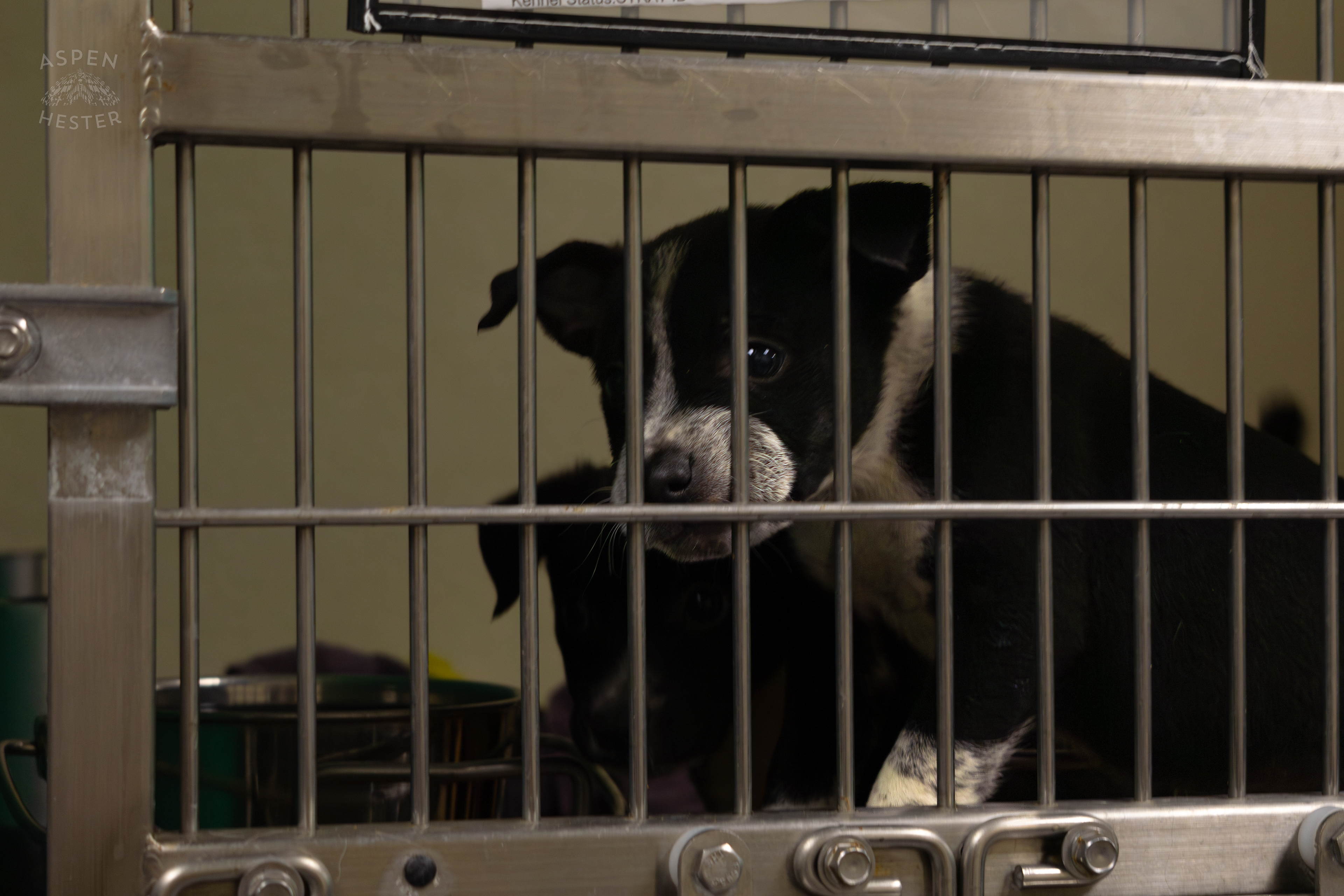 One of The Five Puppies Abandoned On The Road Outside of Louisville Metro Animal Services. September 4th, 2024/Aspen Hester