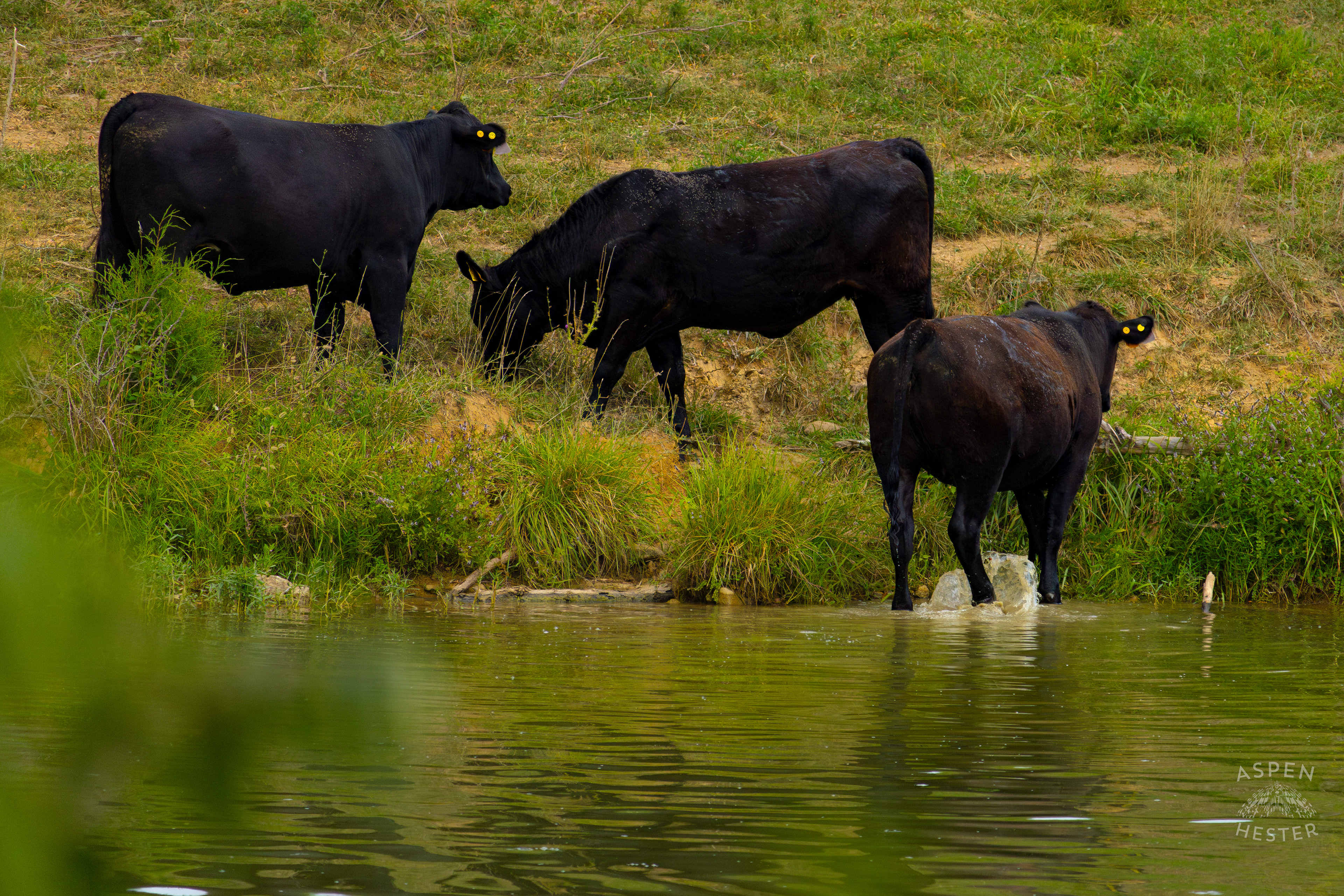 A Cow Wading in the Cool Waters of Reformatory Lake with Two Others Lounging on the Shore. August 12th, 2024/Aspen Hester